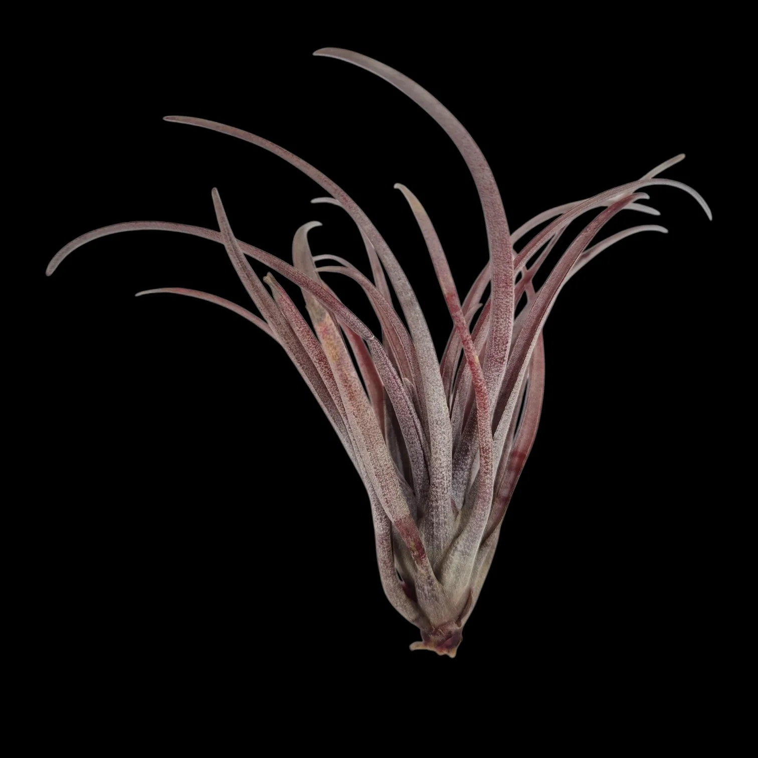 Capitata Domingensis