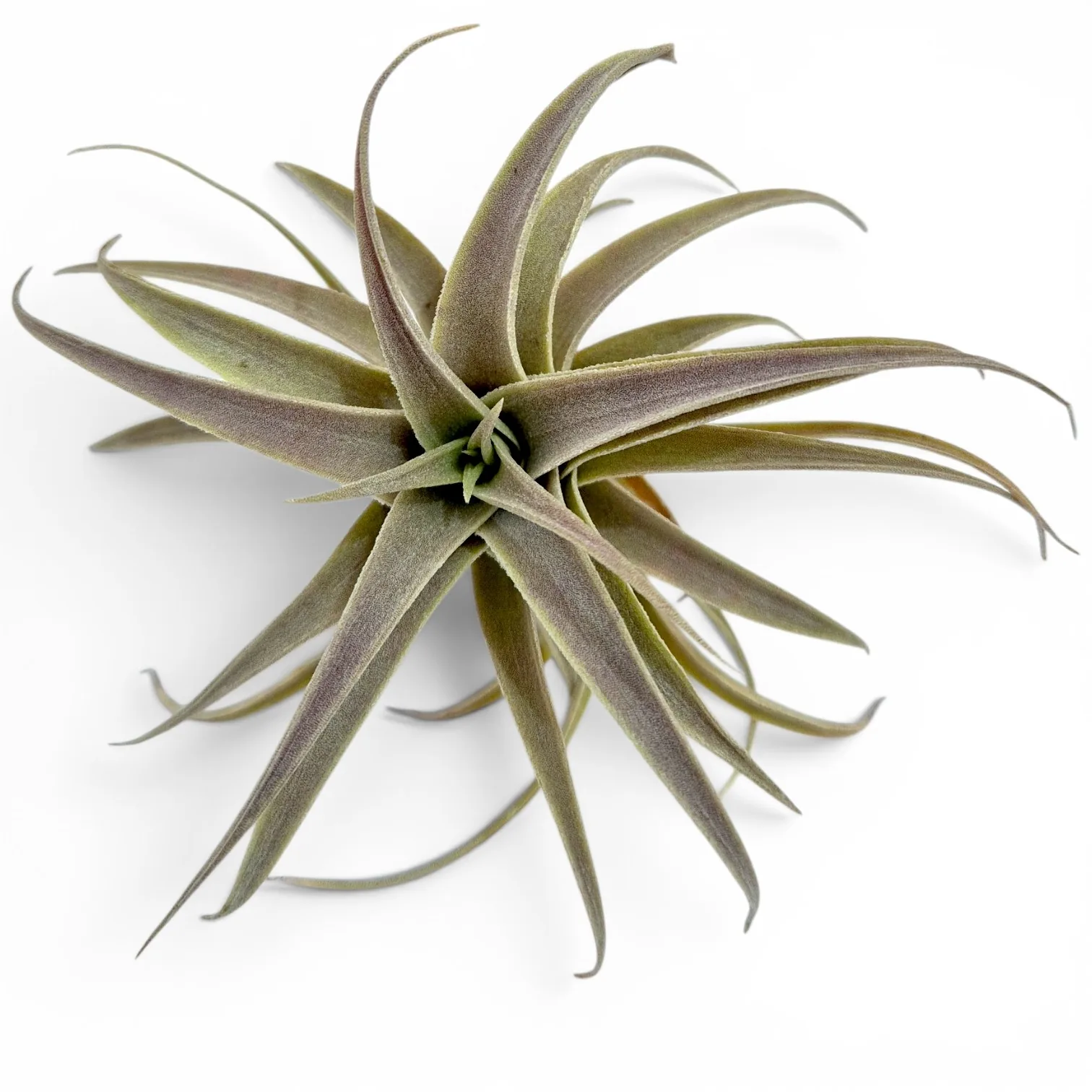 Tillandsia Edithae green form