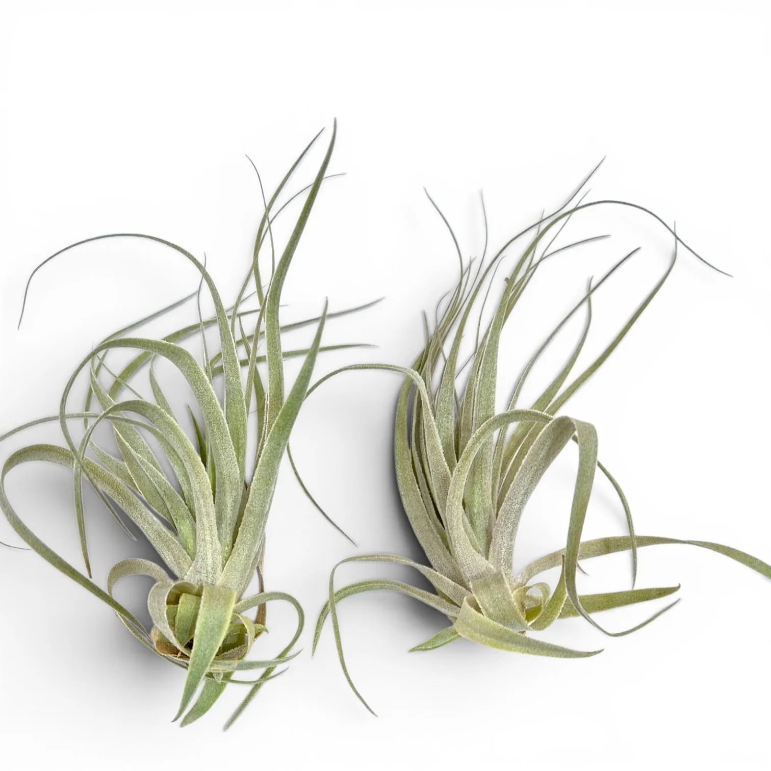 Tillandsia Usneoides