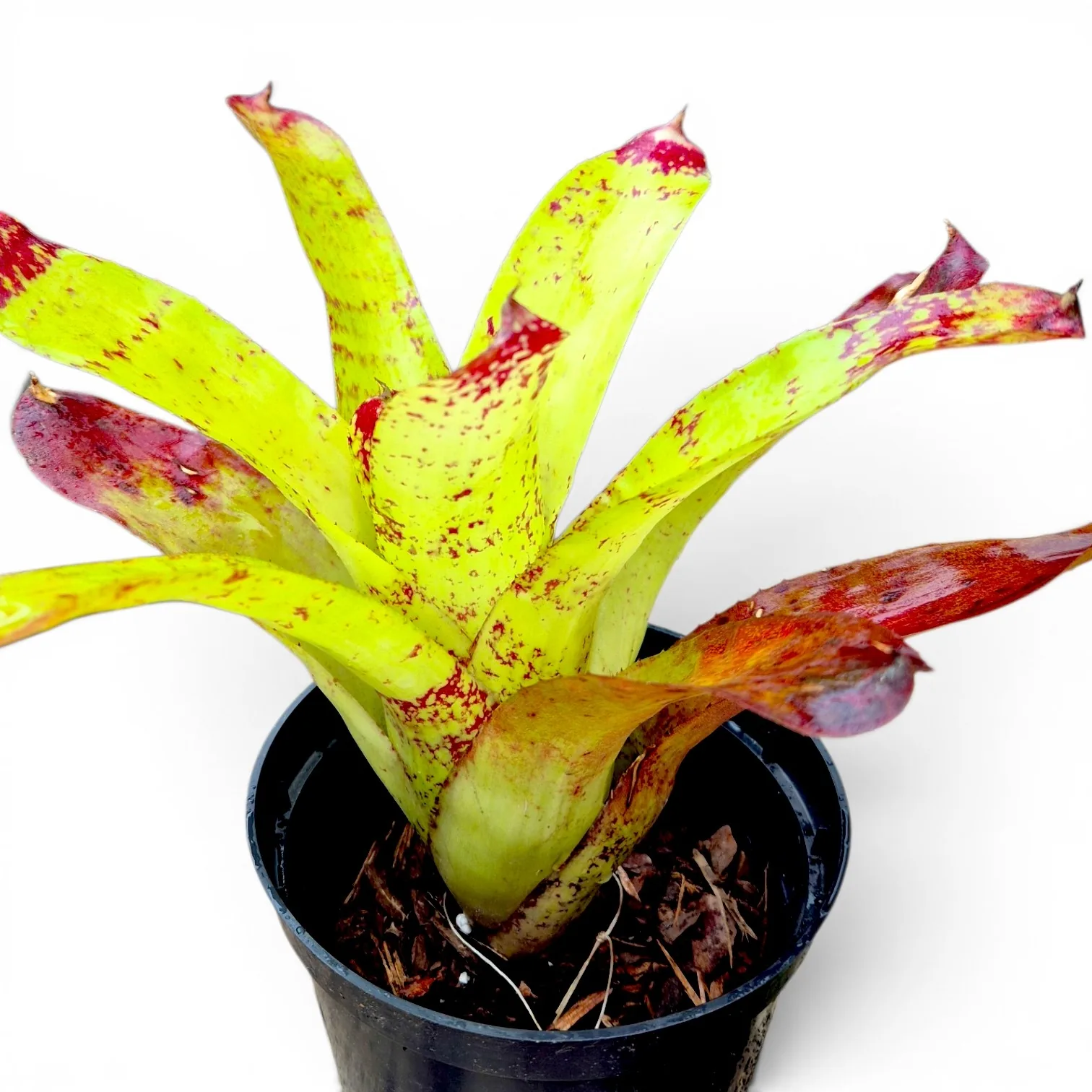 Neoregelia Barbarian gold