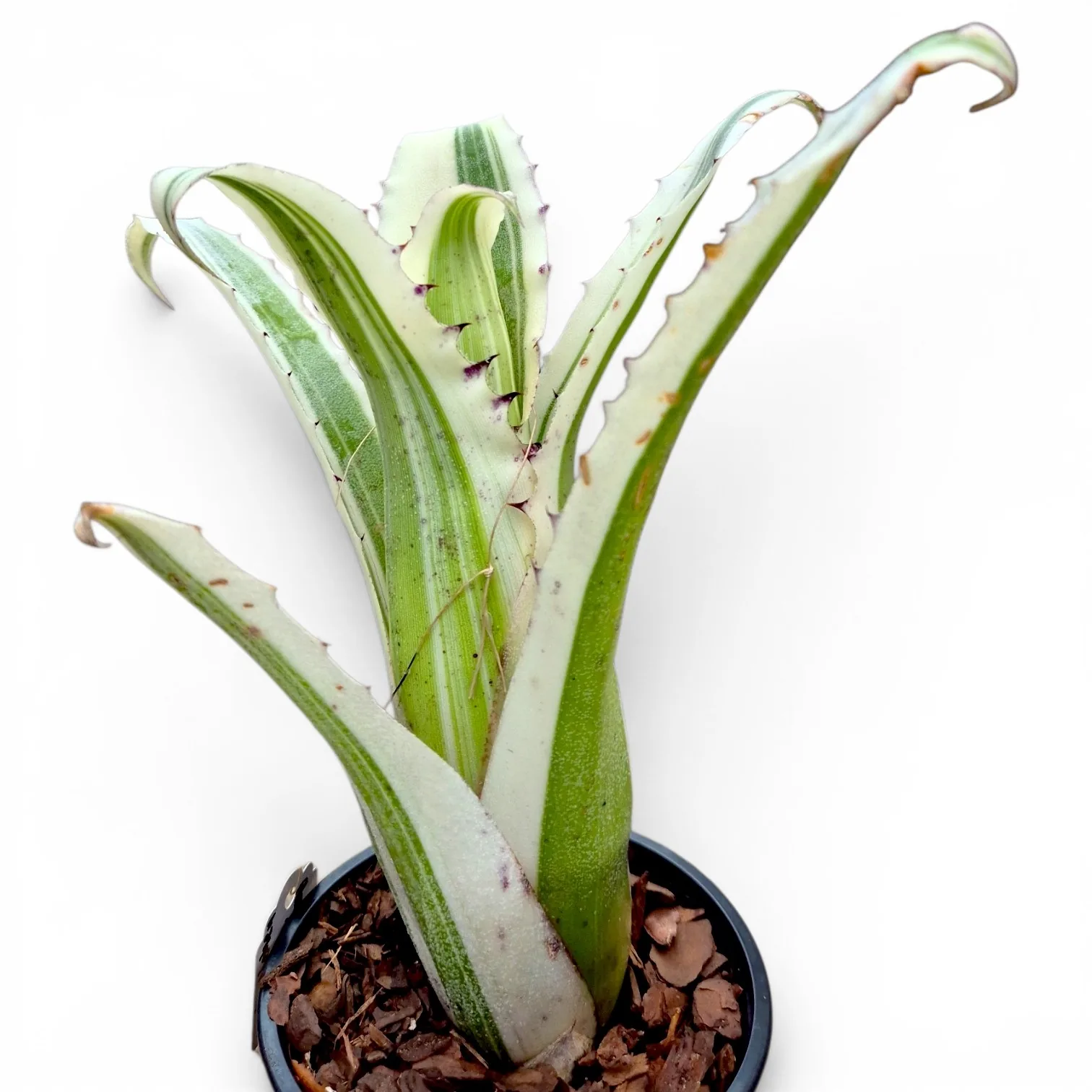 Aechmea Hohen Karla