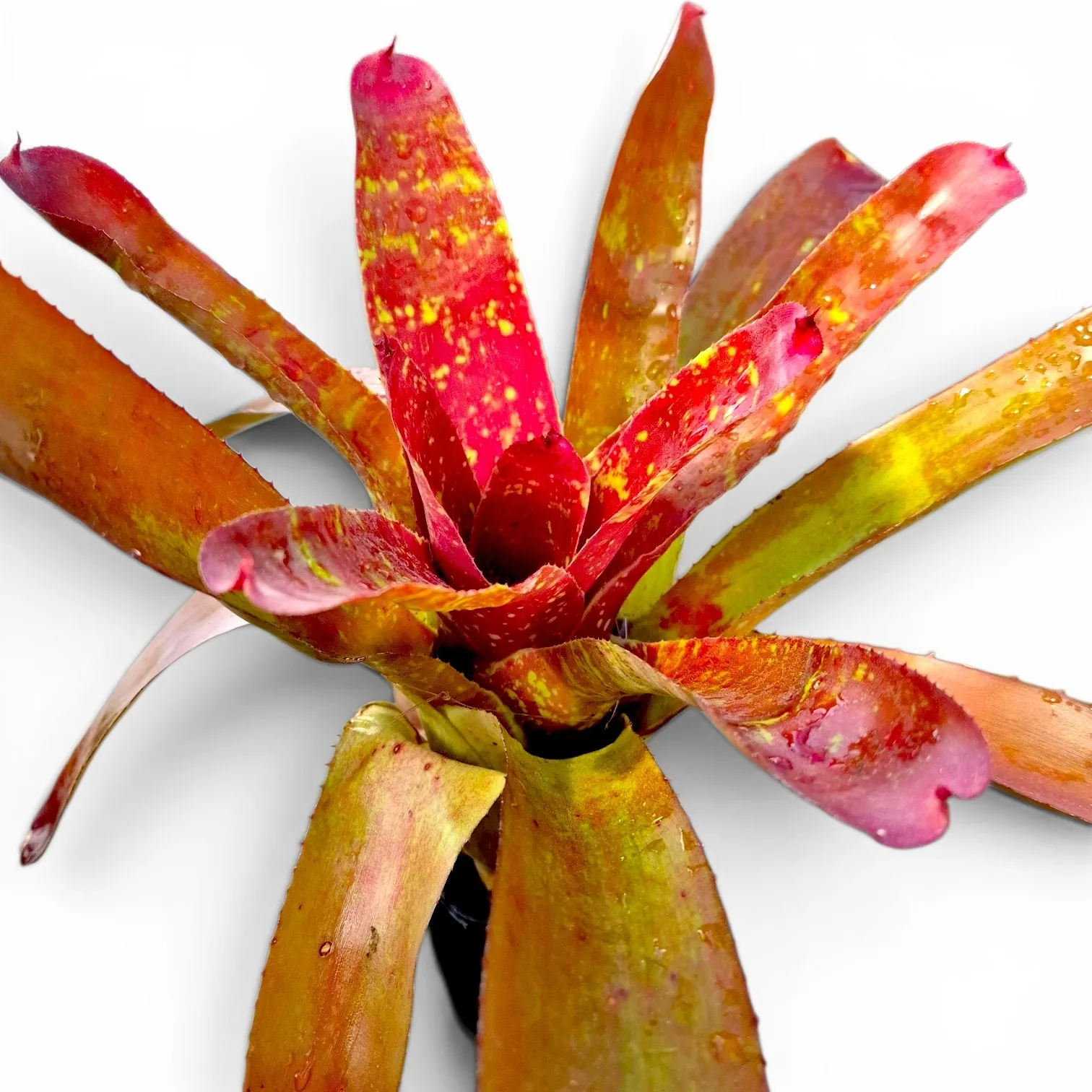 Neoregelia Hybrid 31