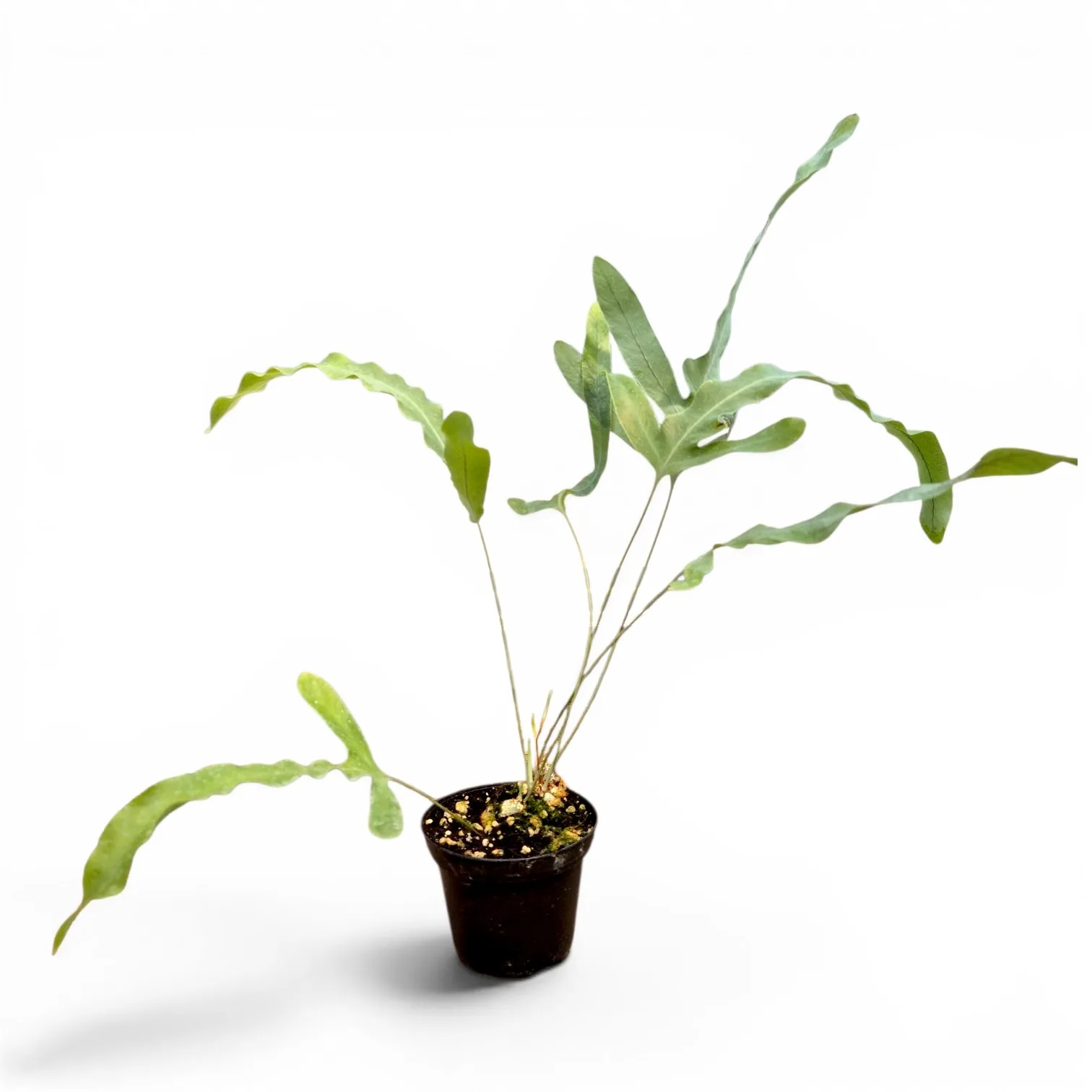 Phlebodium aureum BLUE STAR paproć