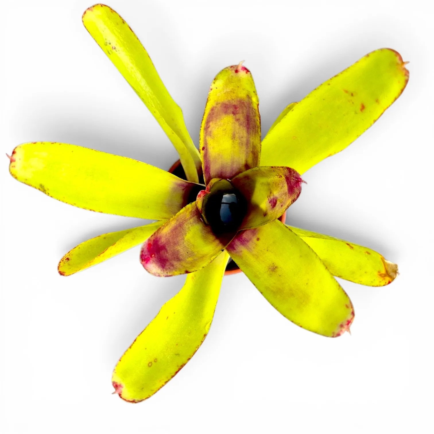 Neoregelia Green ball