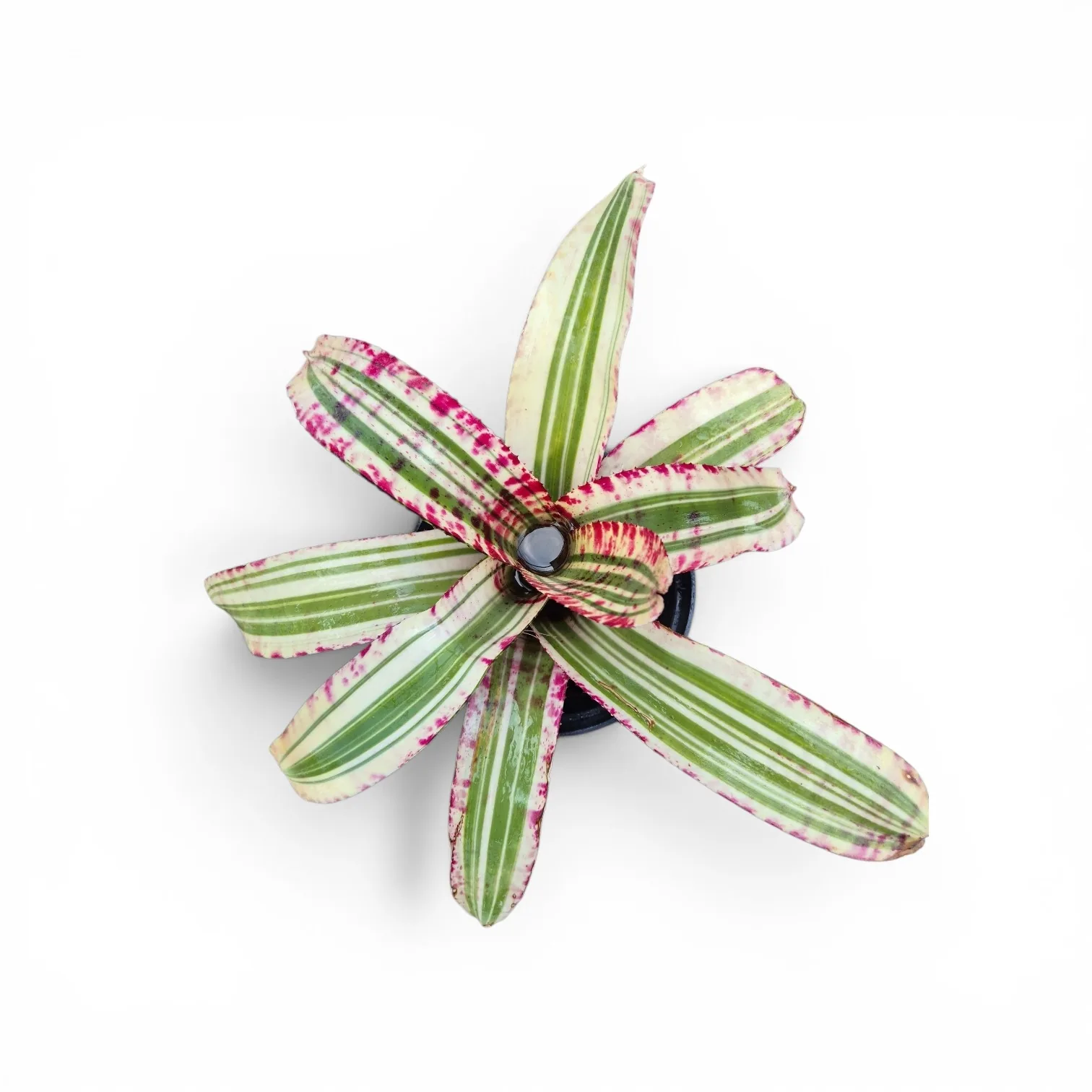 Neoregelia Spotted Tiger