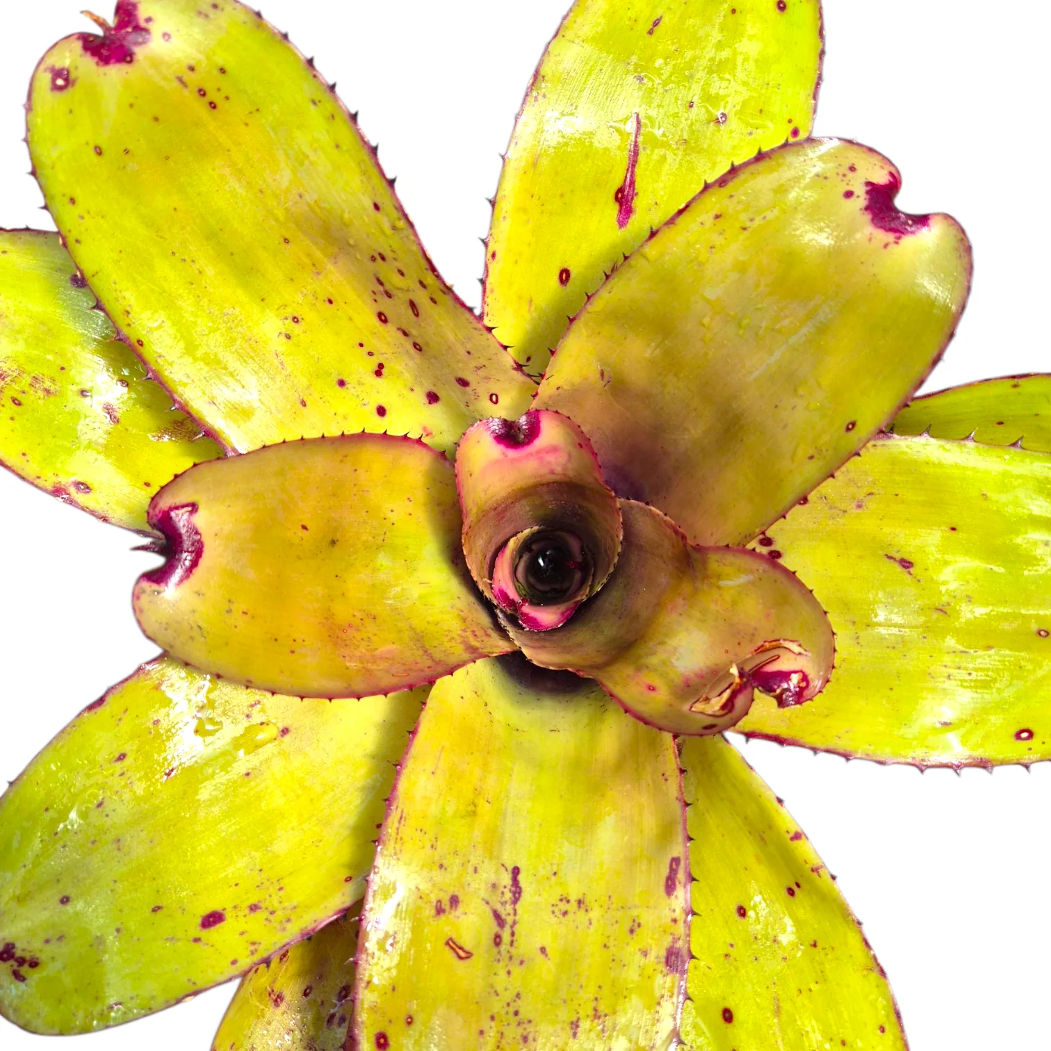 Neoregelia Ninja pink