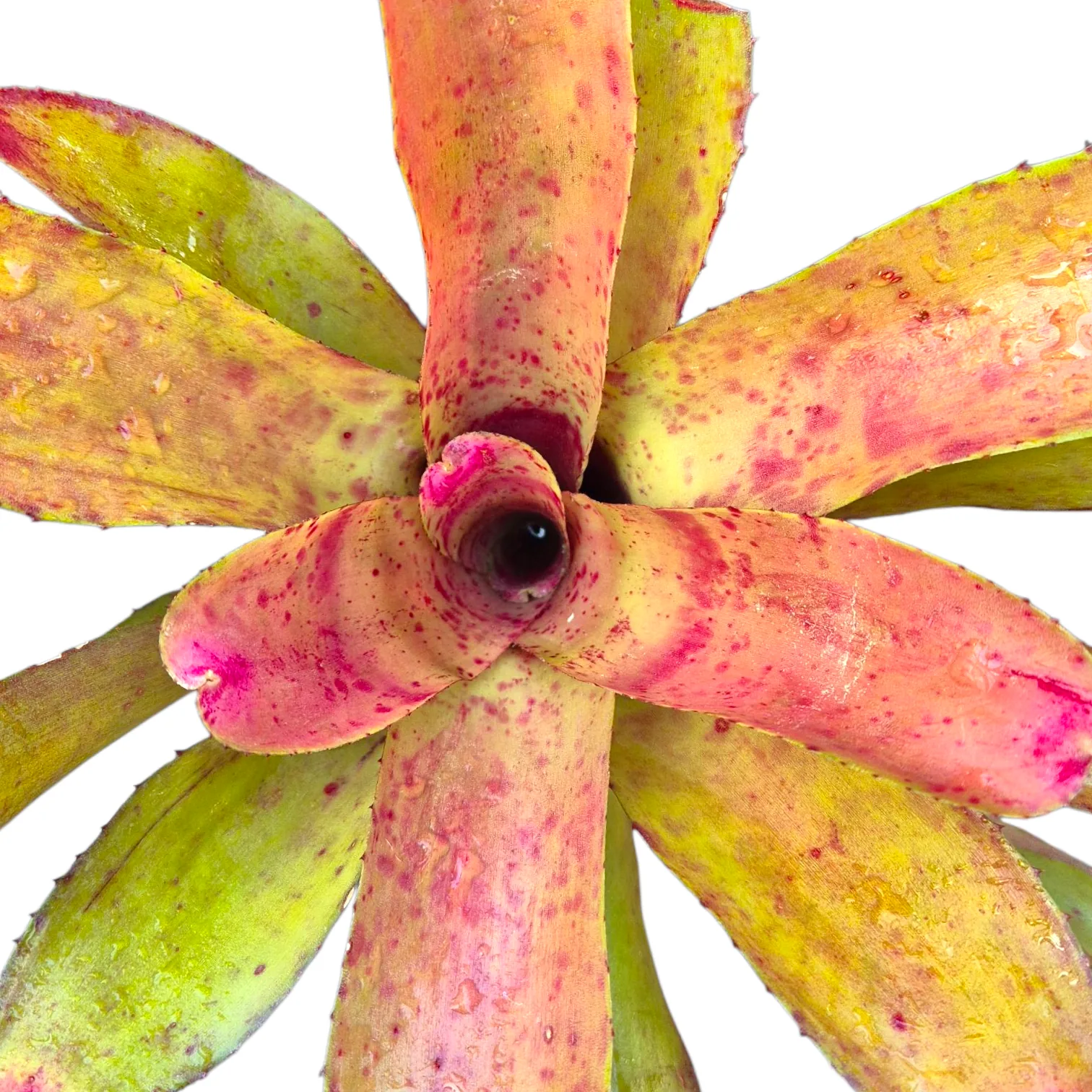 Neoregelia Hybrid 4