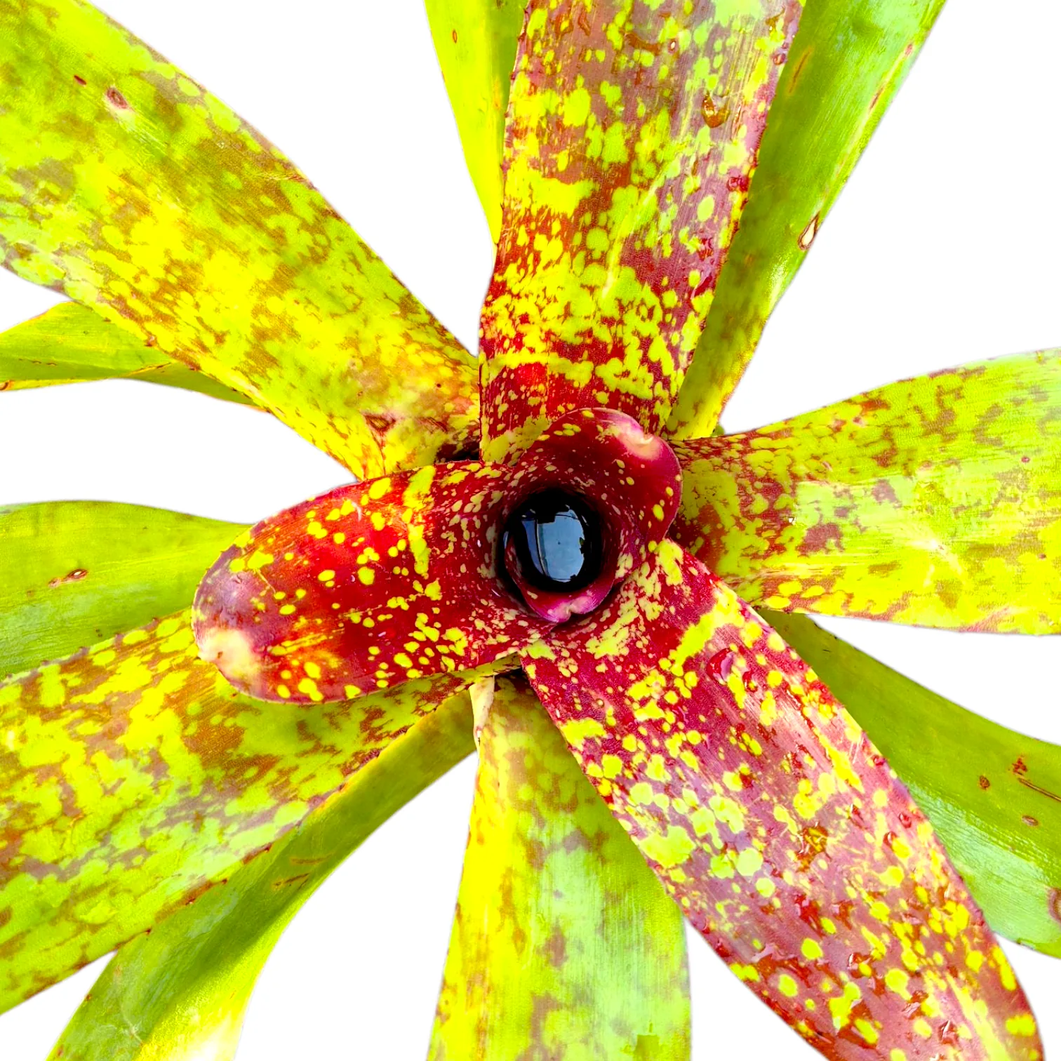 Neoregelia Hybrid 8
