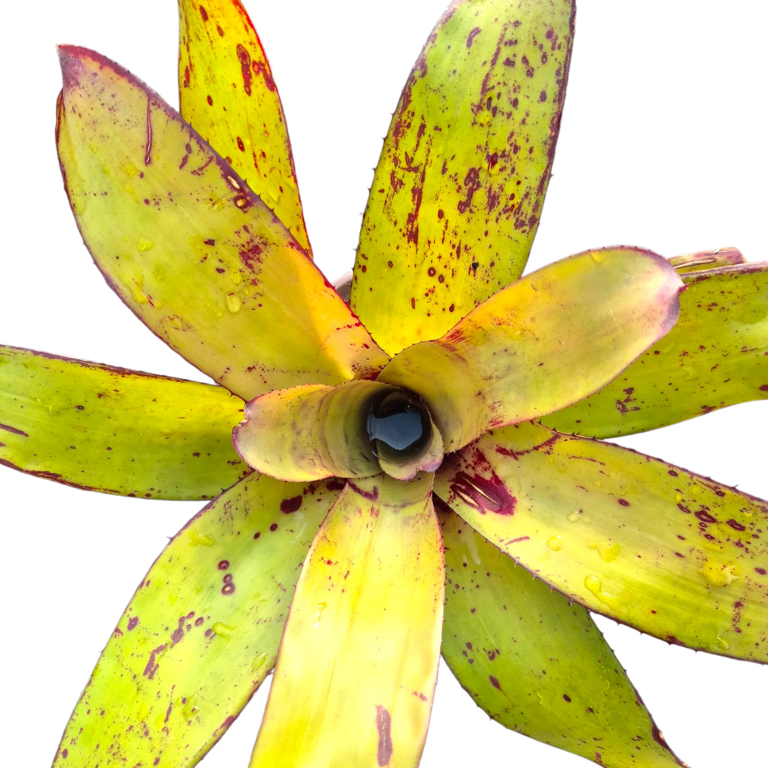 Neoregelia Hybrid 10