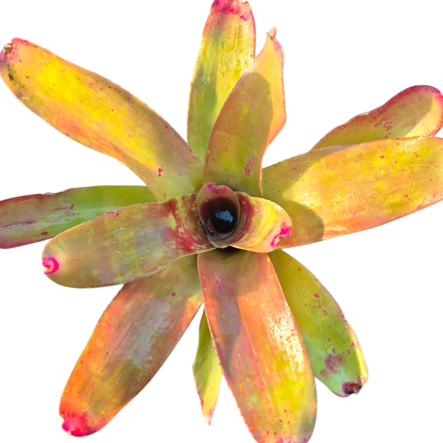 Neoregelia Hybrid 26