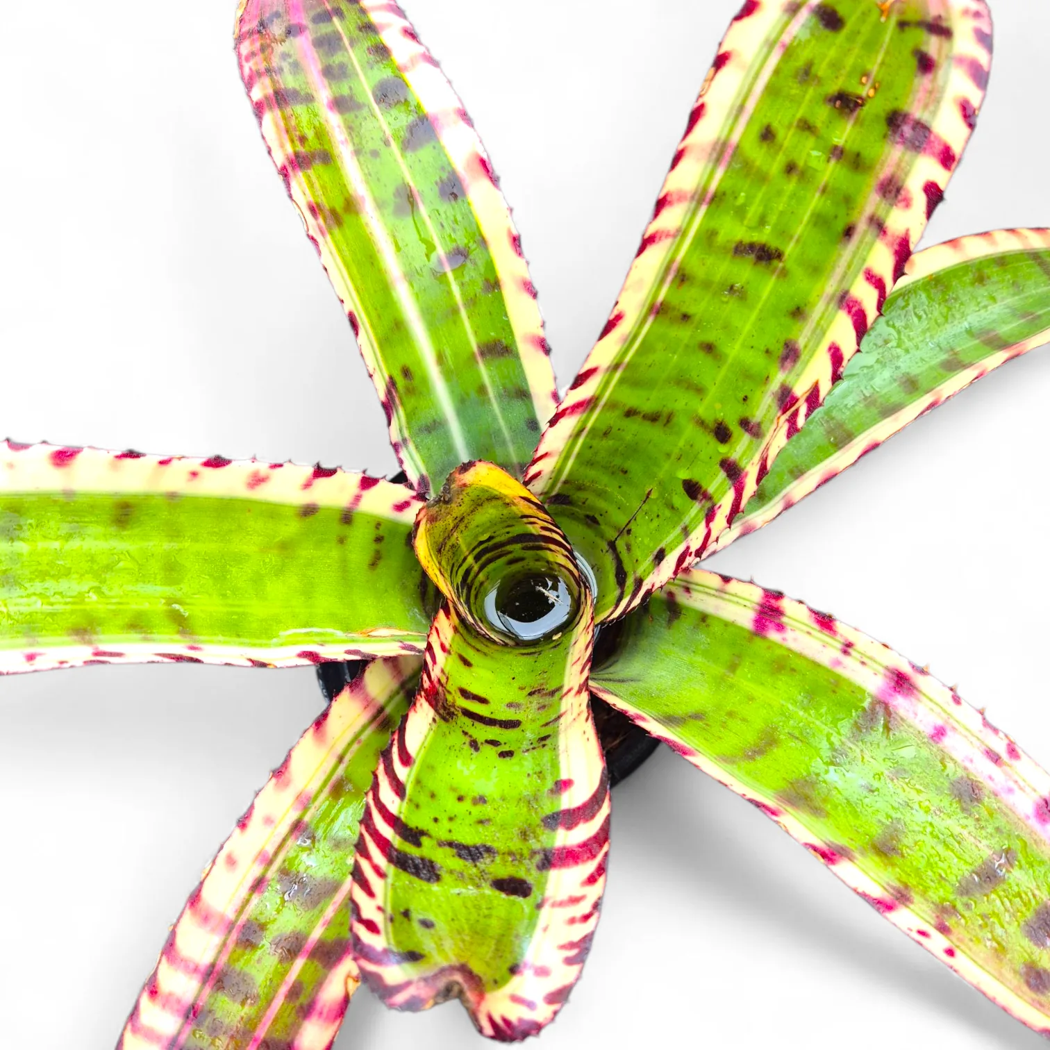 Neoregelia Iron side