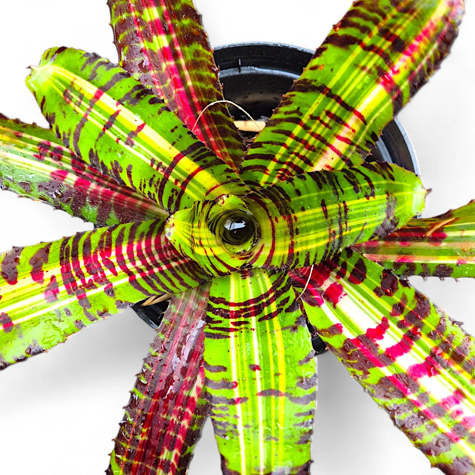 Neoregelia Star Trek