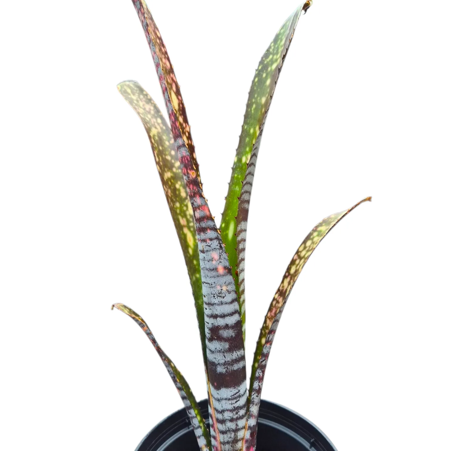Billbergia You Tube