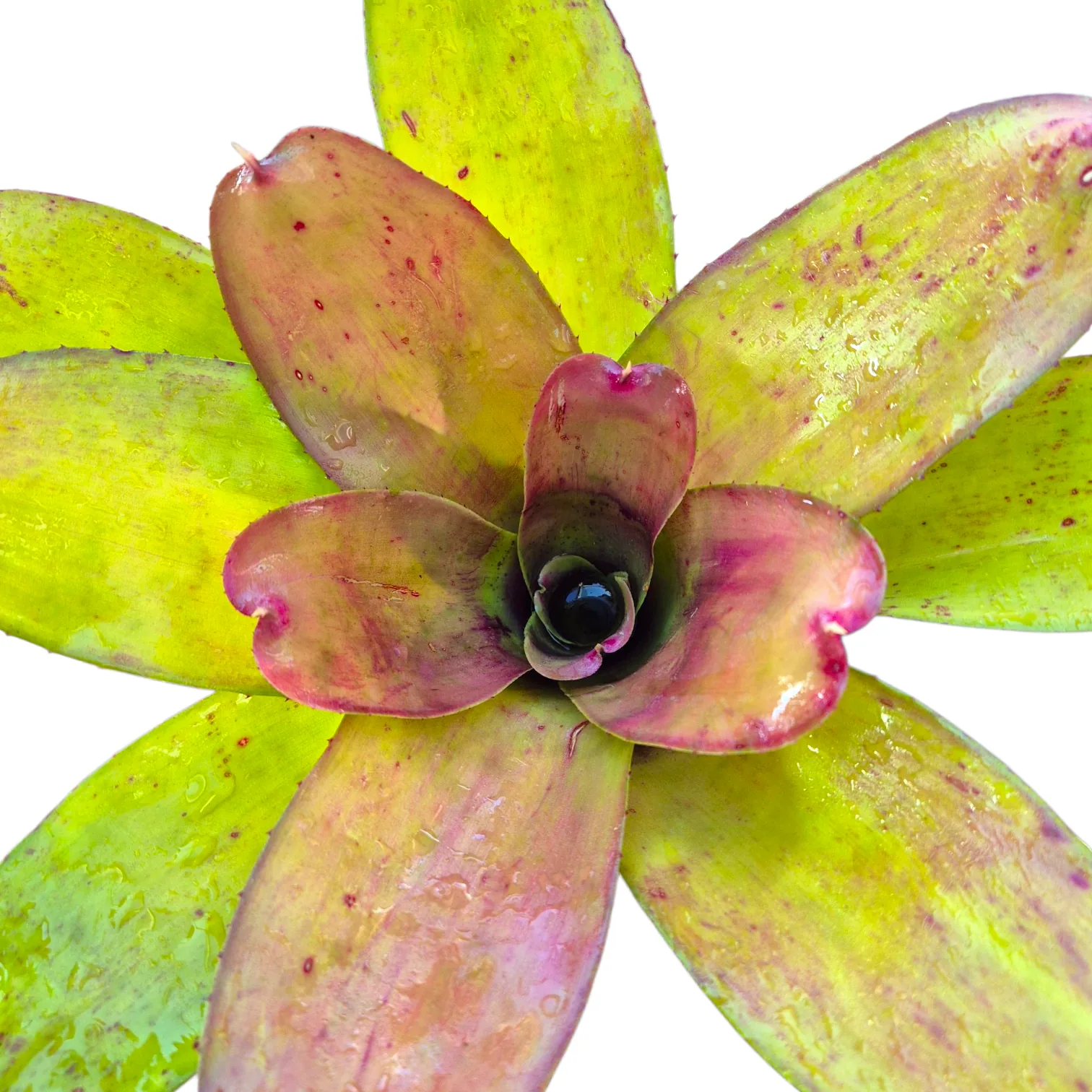 Neoregelia Hybrid 30