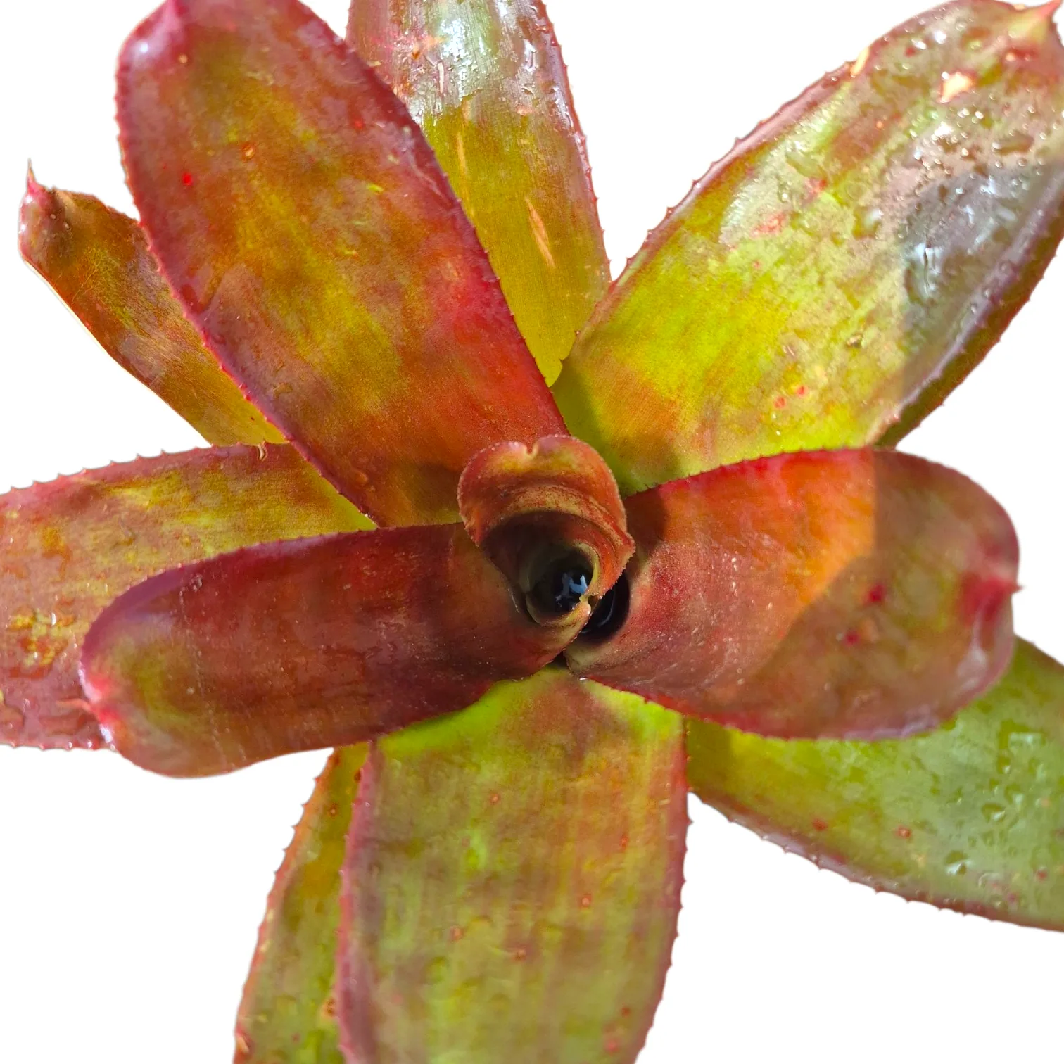 Neoregelia Hybrid 33