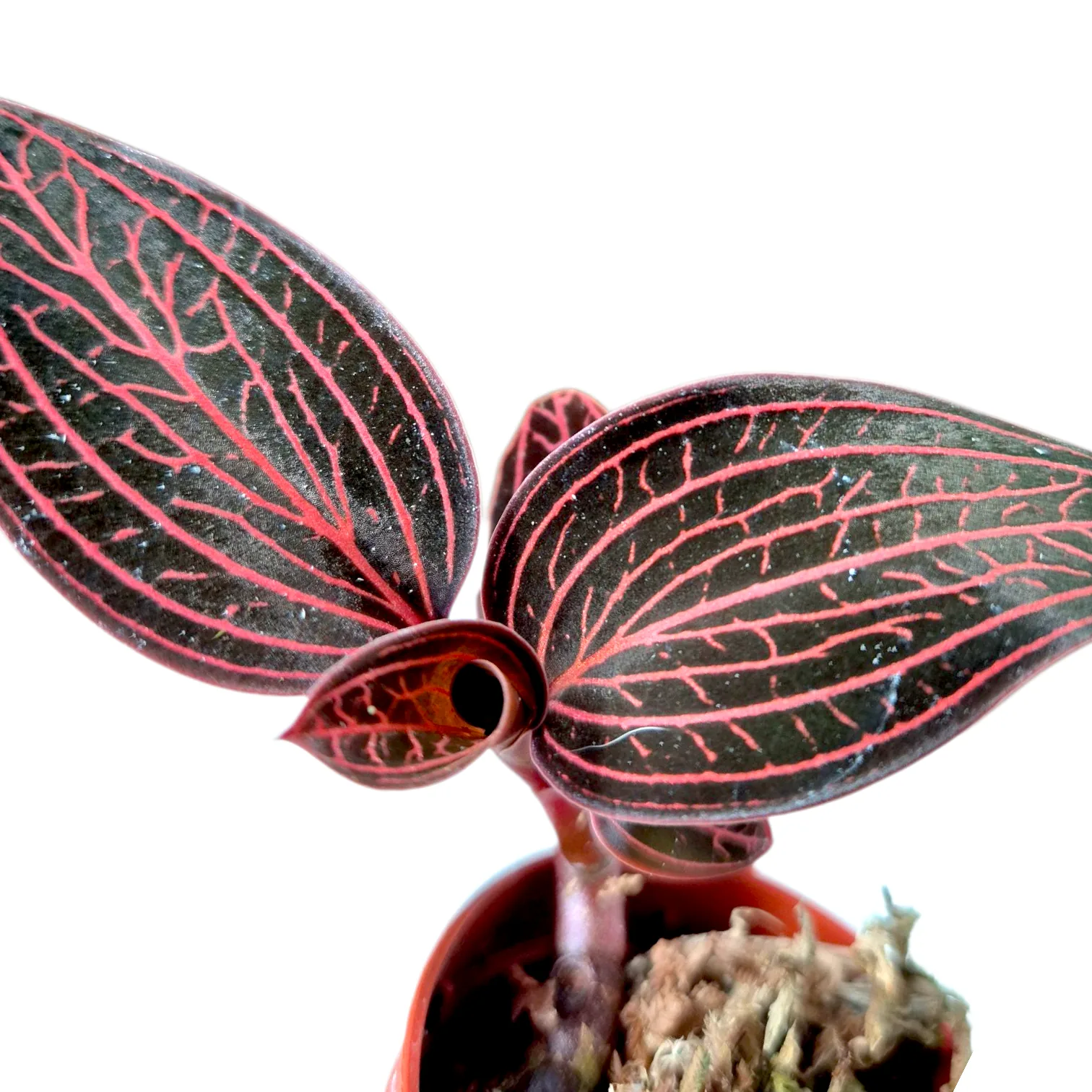Anoectochilus Spiderman roxburghii x Ludisia discolor storczyk jubilerski