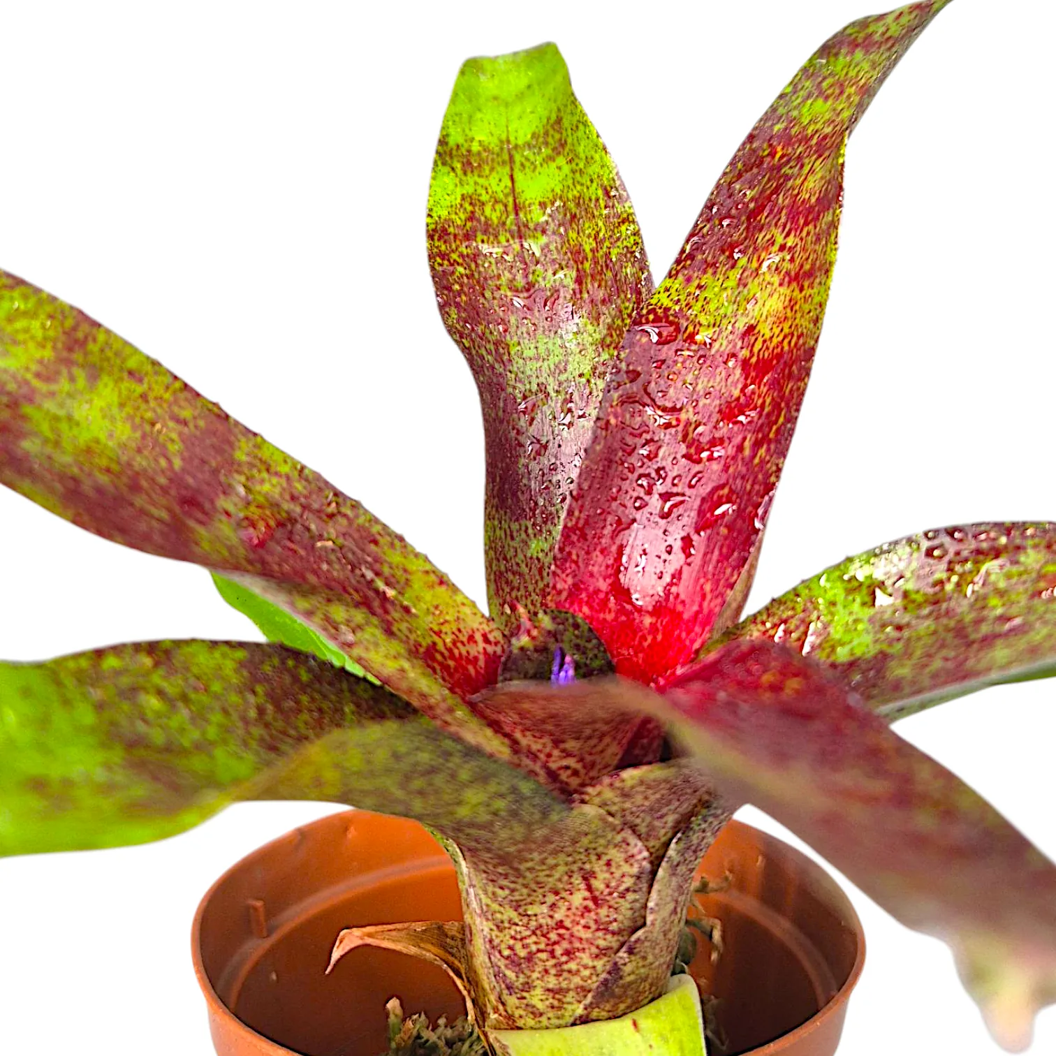 Neoregelia Red Waif