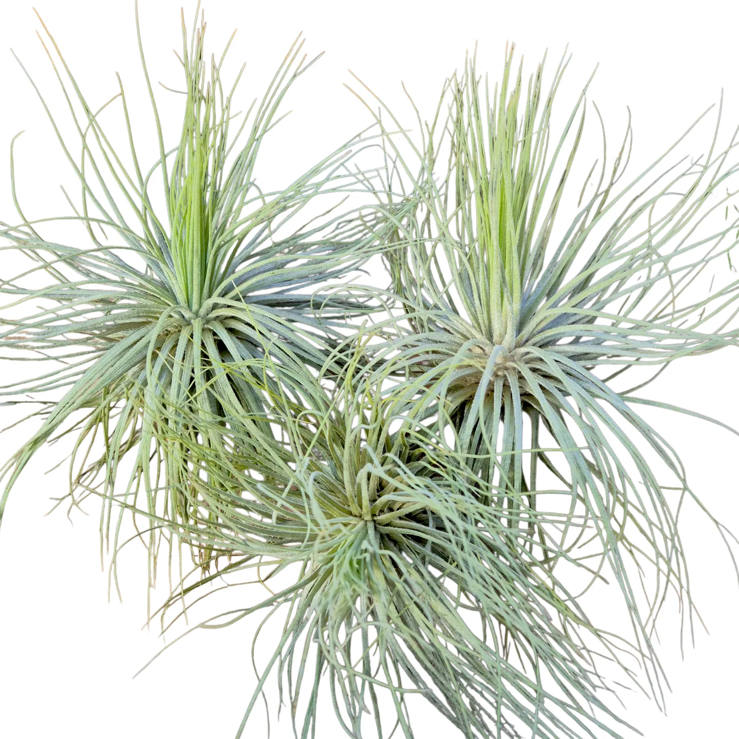 Tillandsia Magnusiana