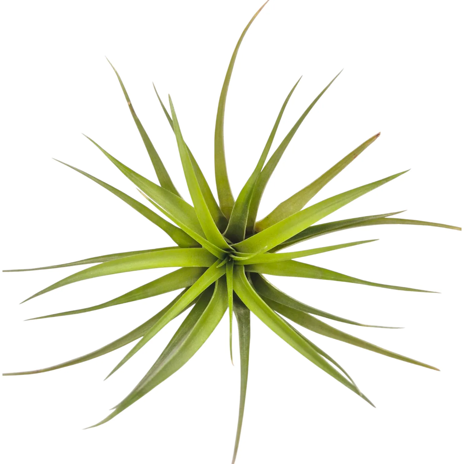 Tillandsia Brachycaulos