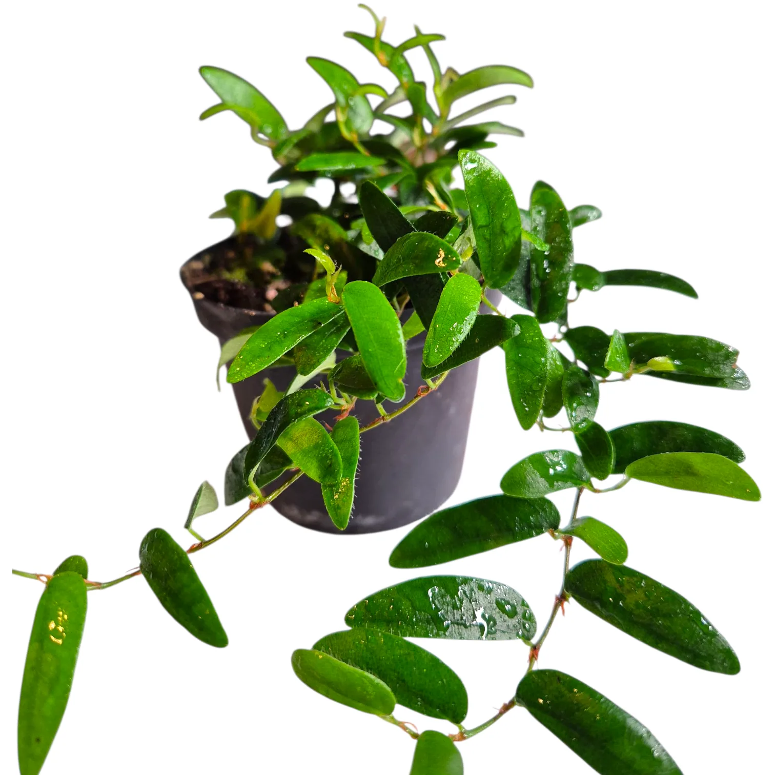 Ficus punctata