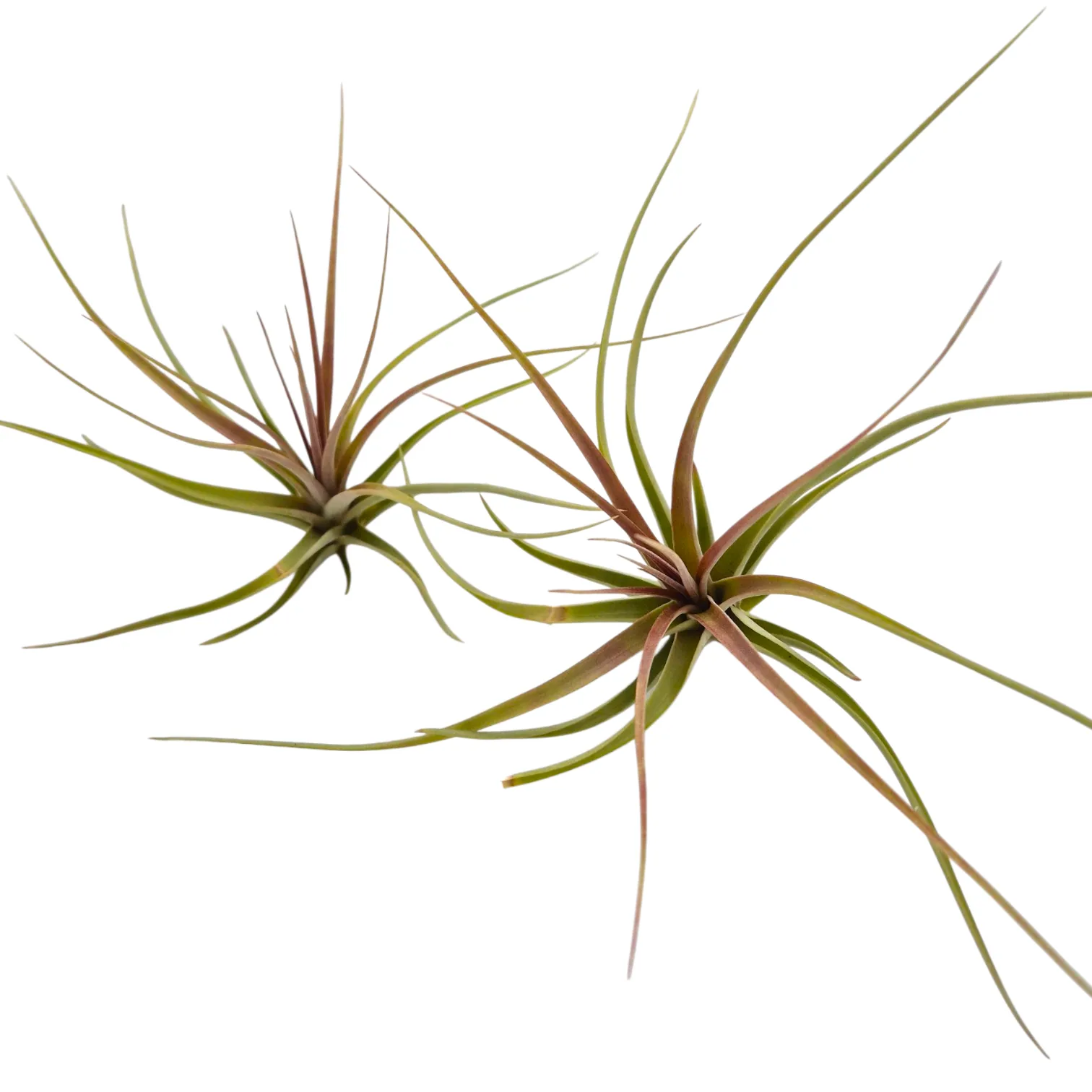 Tillandsia Concolor