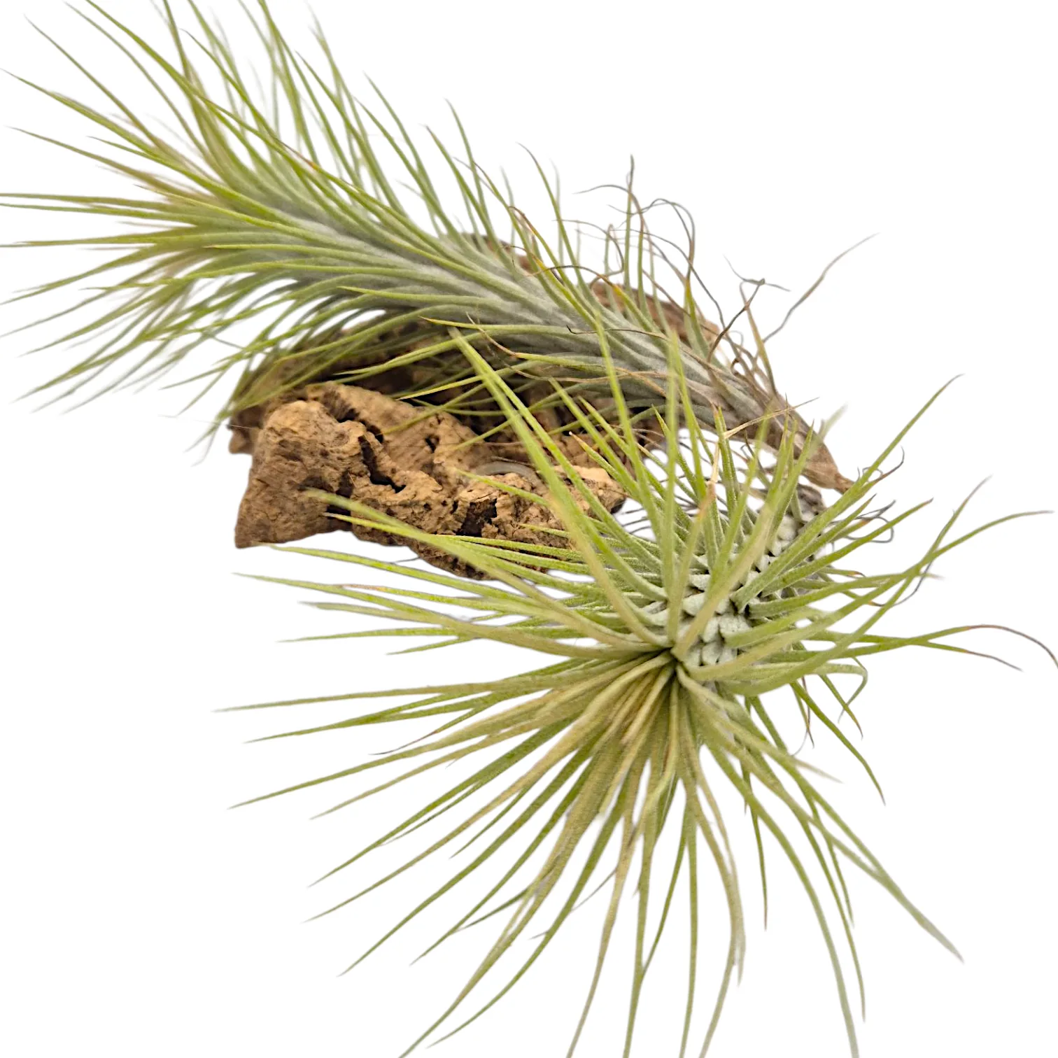 Tillandsia Funckiana