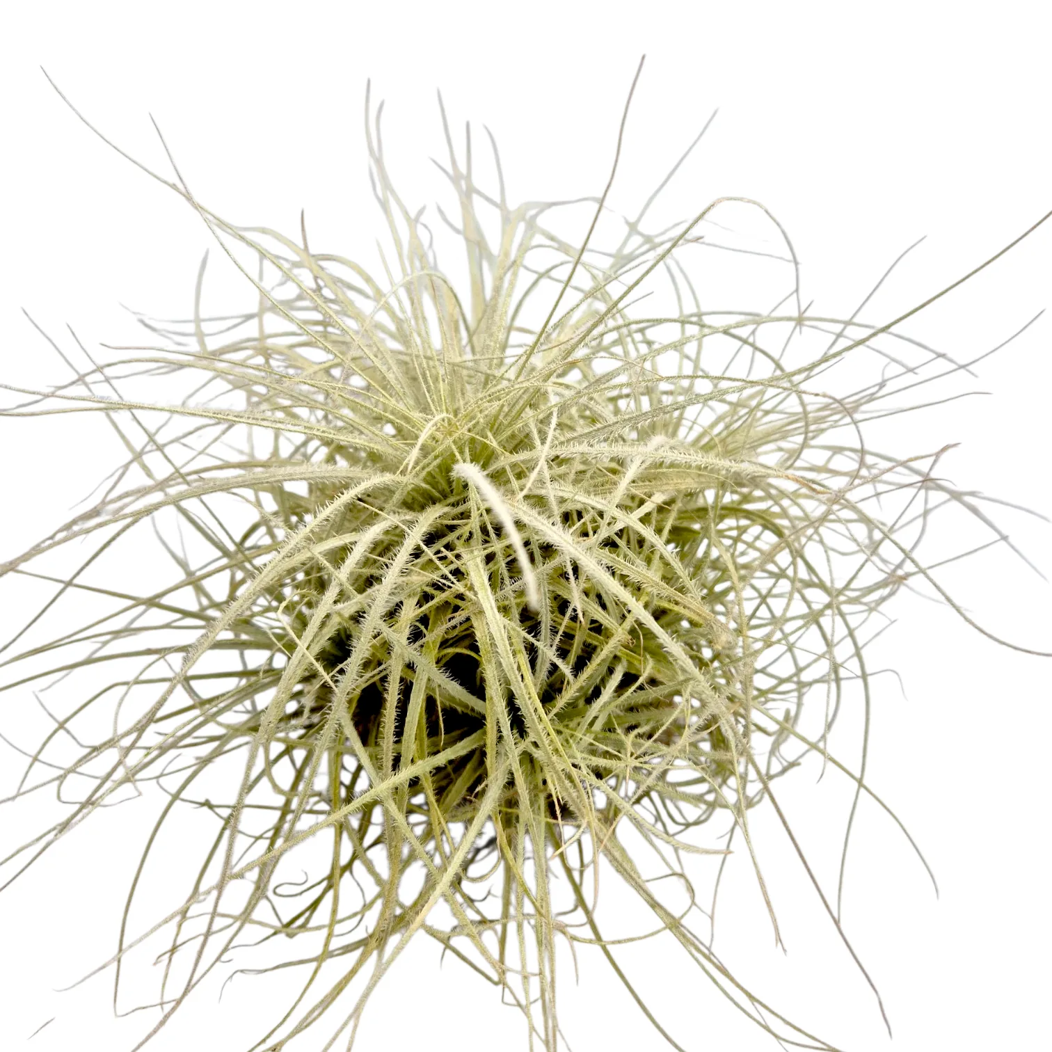 Tillandsia Tectorum