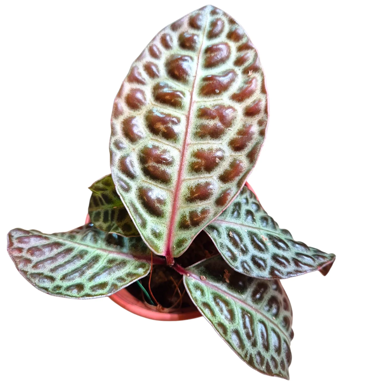 Labisia Turtle Back