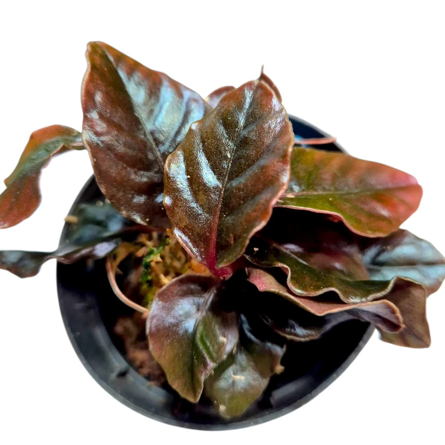 Labisia sp.