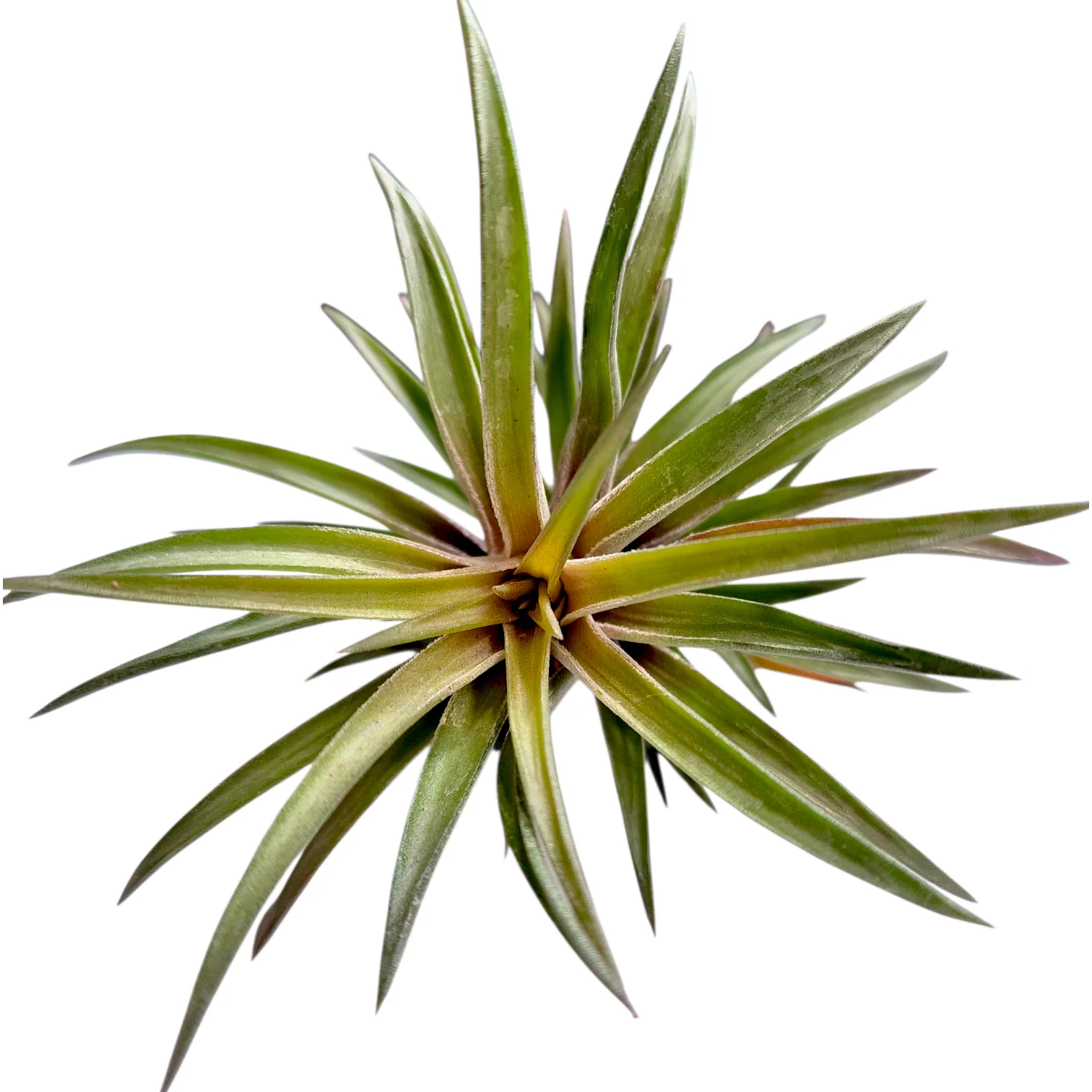 Tillandsia Neglecta