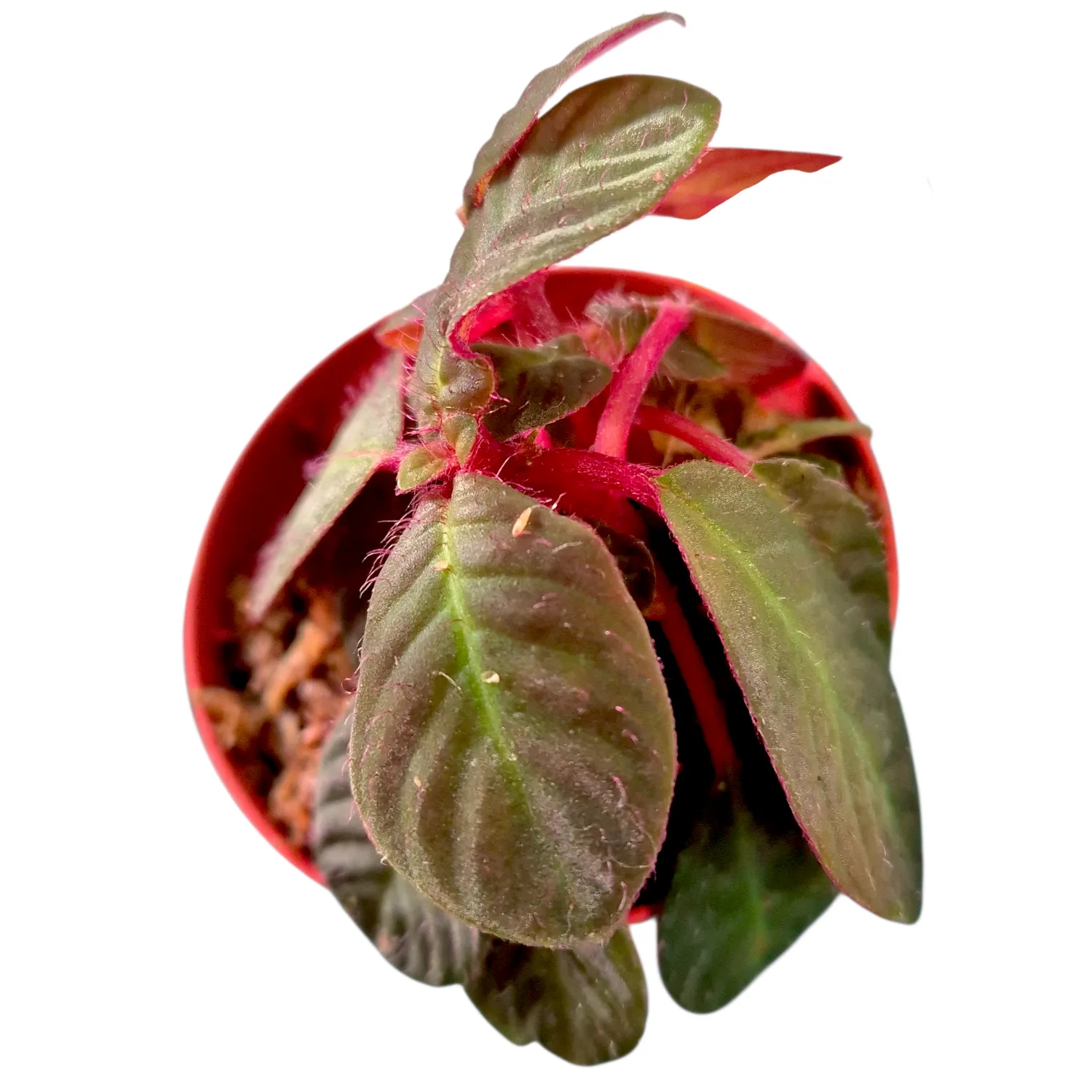 Codonoboea cf pumila