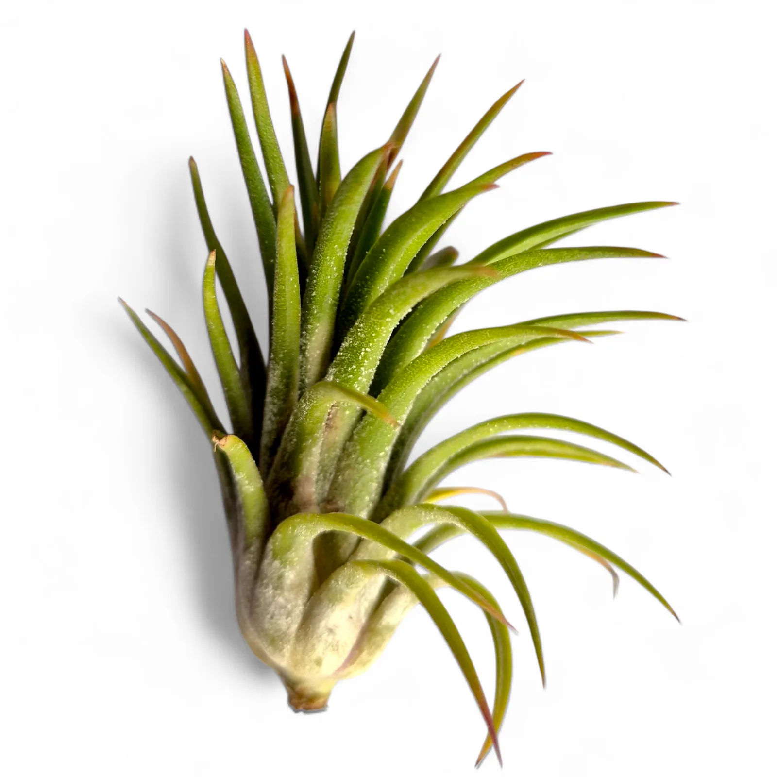 Tillandsia Ionantha Monkey tail