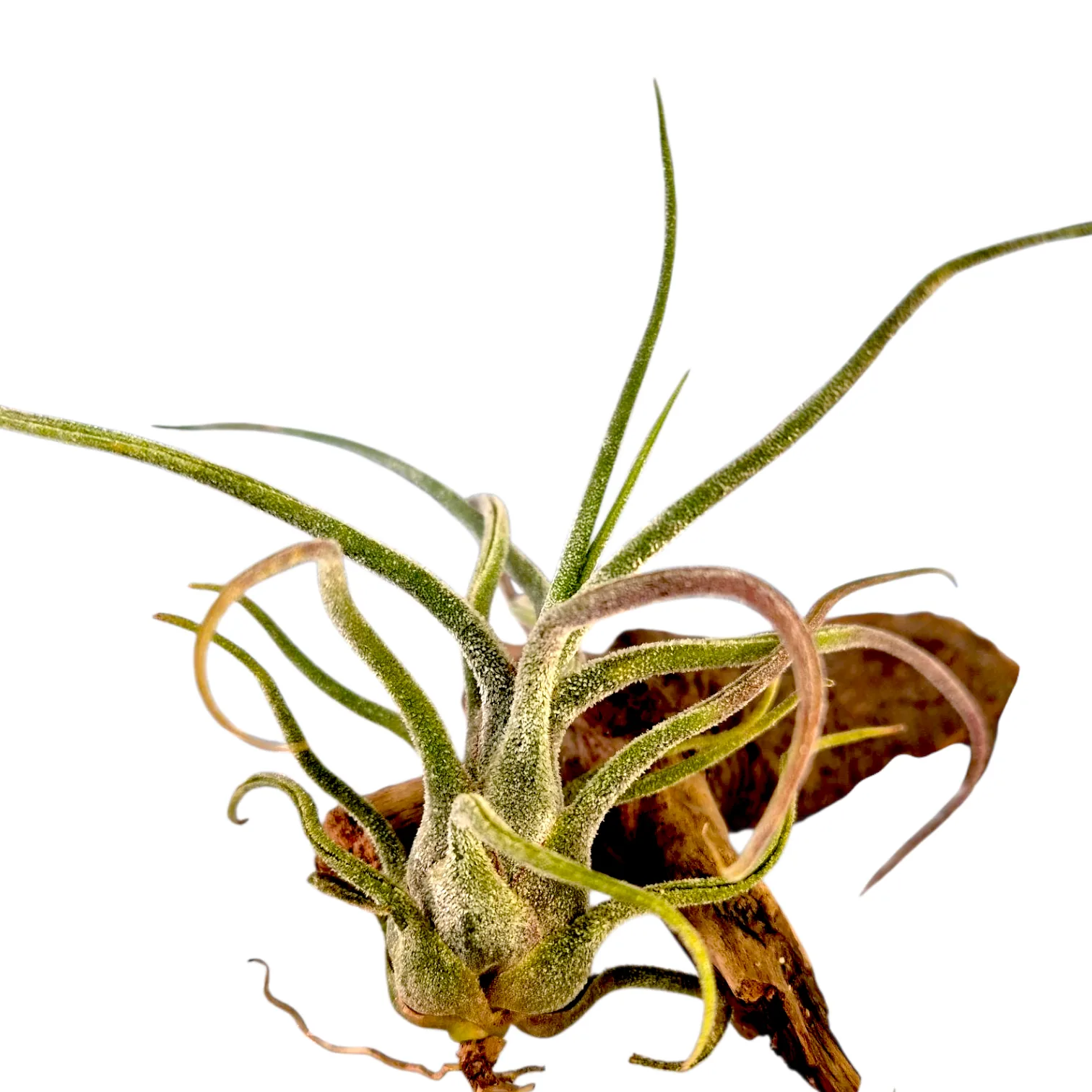 Tillandsia Pruinosa