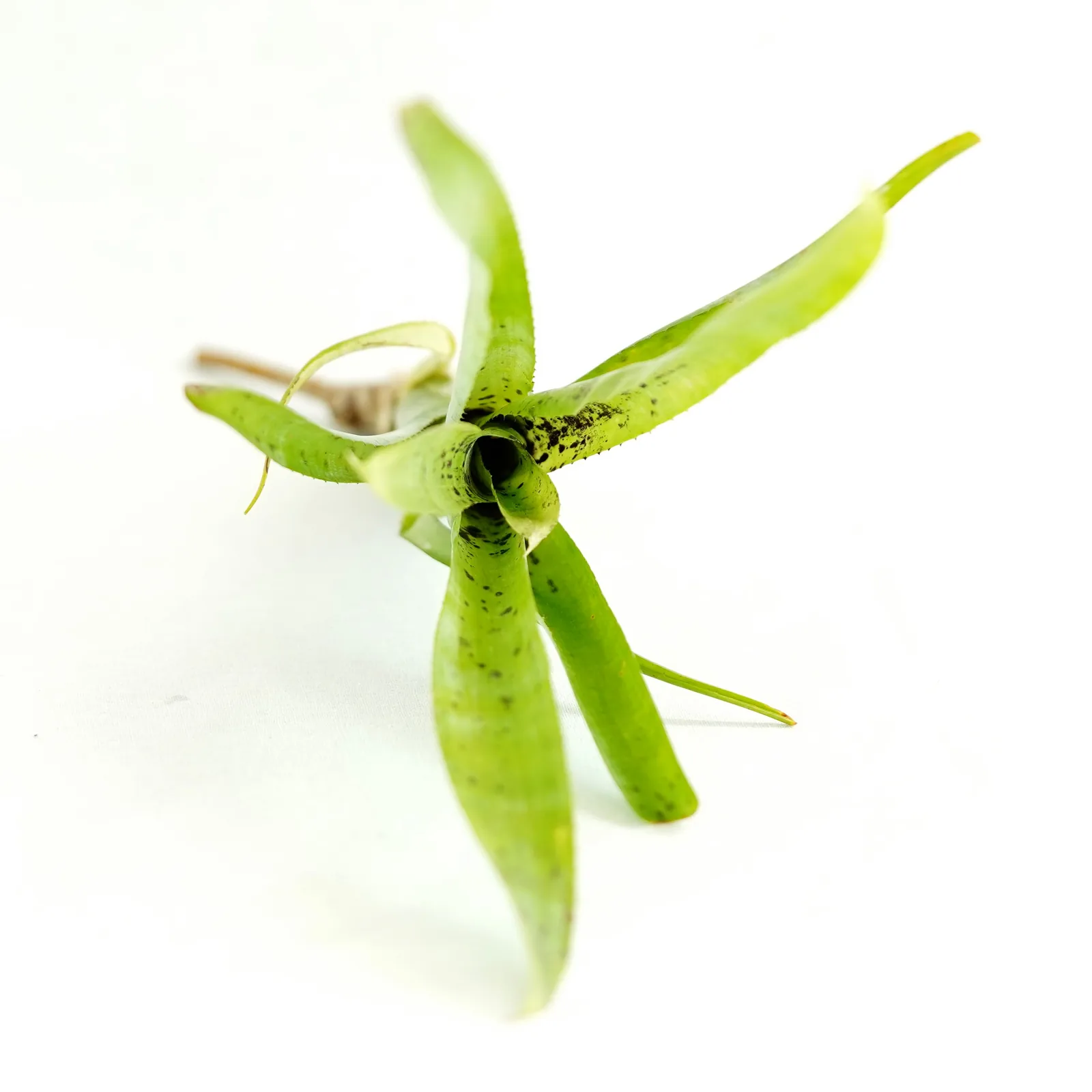 Neoregelia Pauciflora