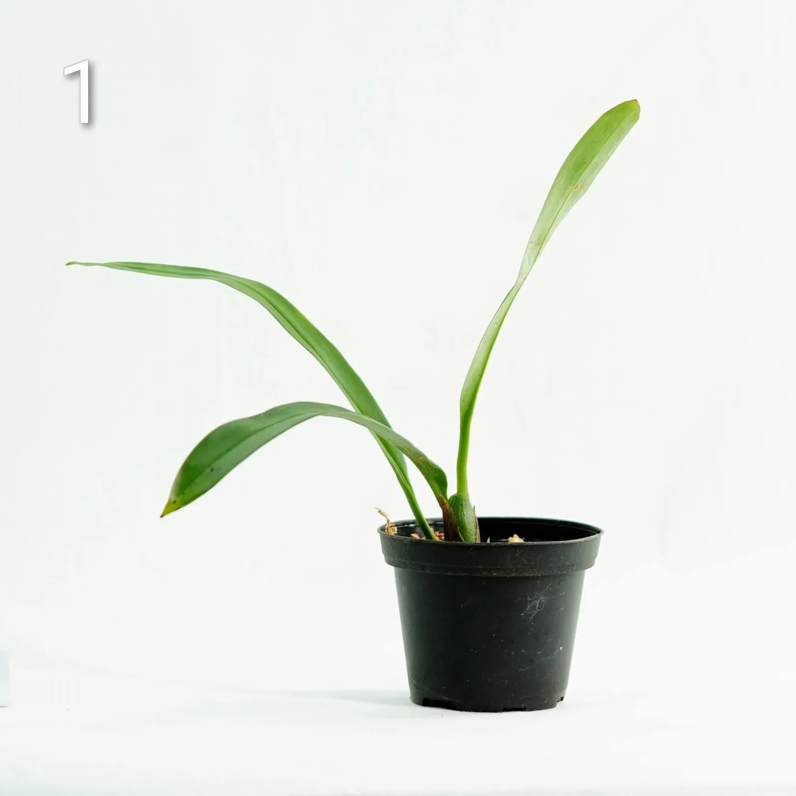 Maxillaria bolivarensis storczyk epifit roślina do terrarium paludarium