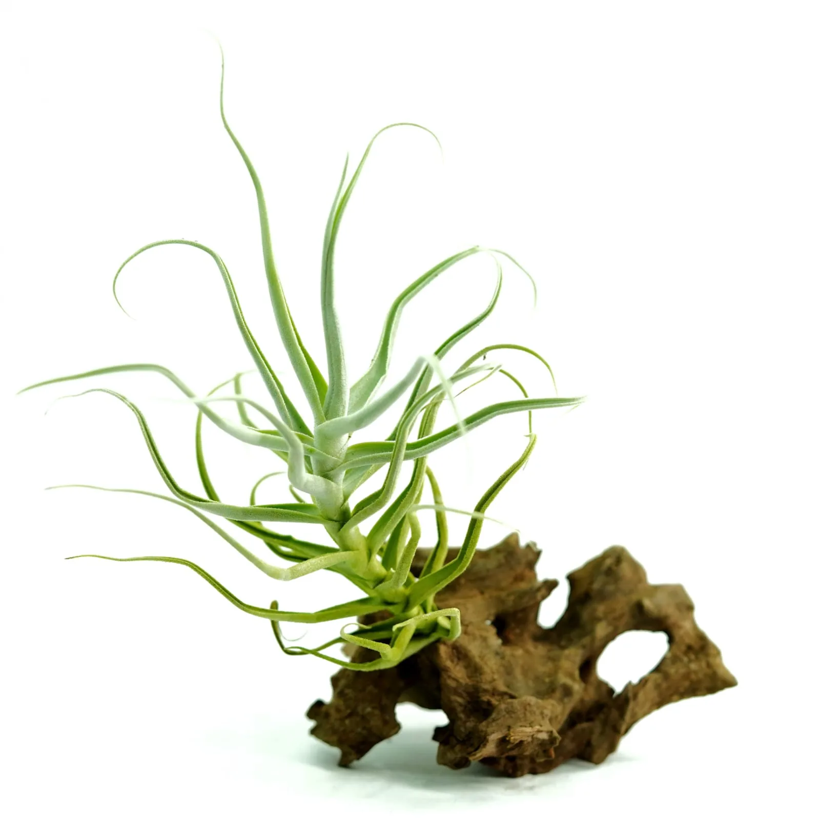 Tillandsia Paleacea Zig Zag