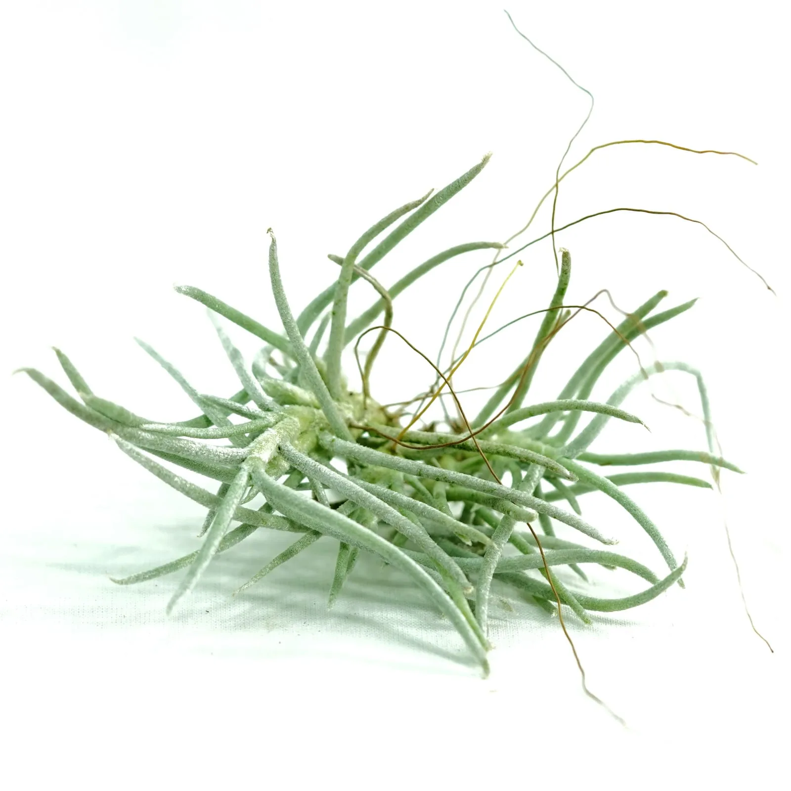 Tillandsia Mollis