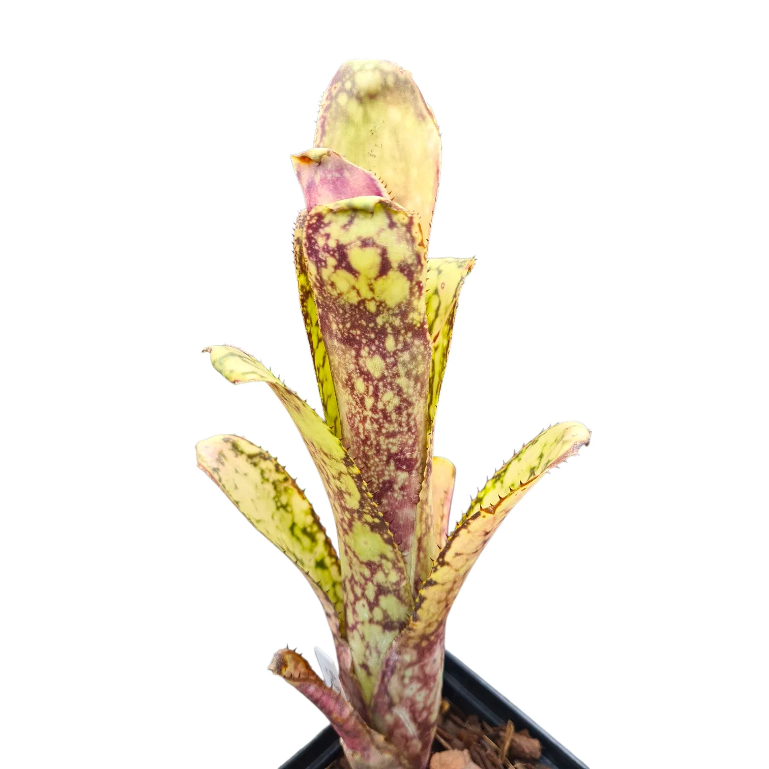 Billbergia Kolan yellow moon