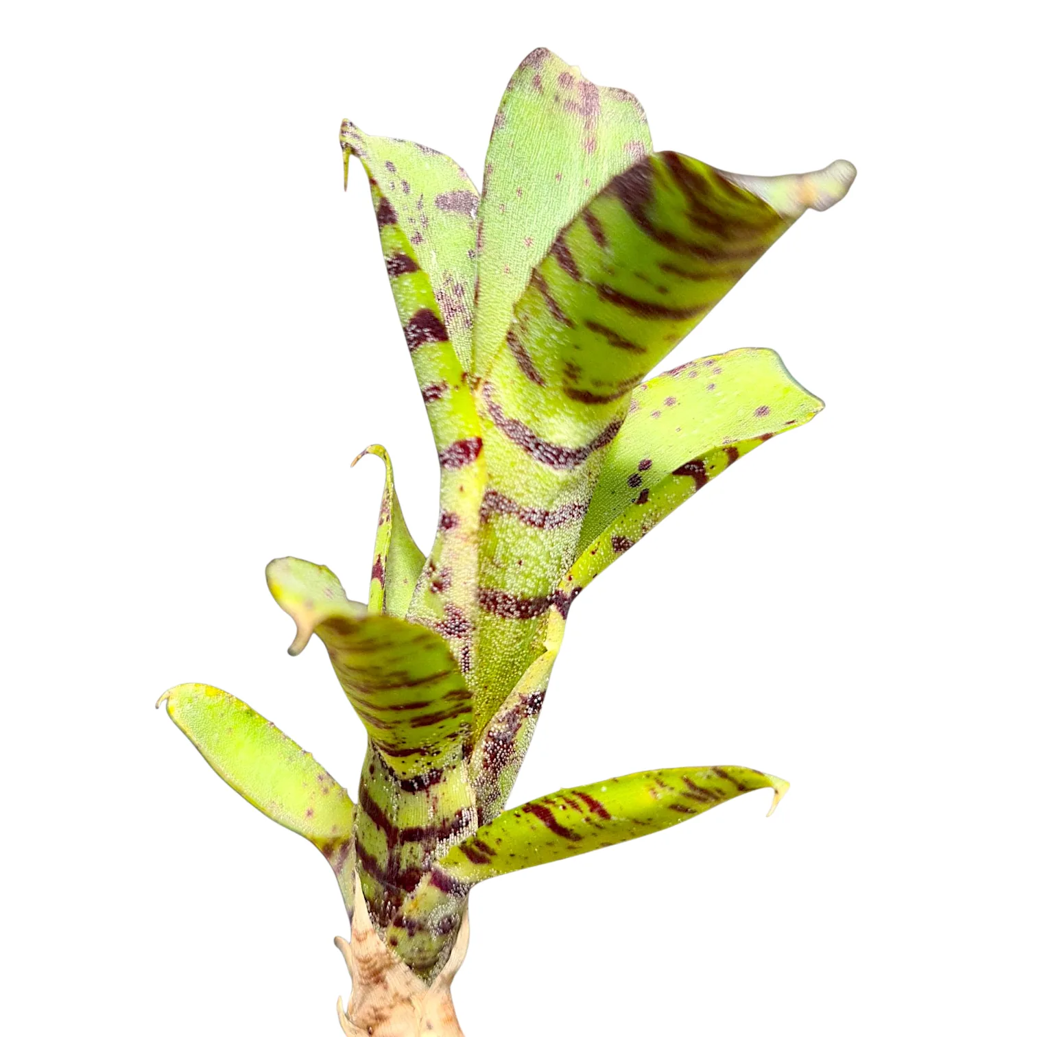 Neoregelia Lilliputeana MINI