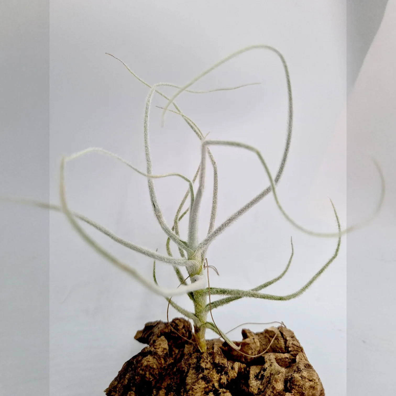 Tillandsia Graomogolensis (kurt-horstii)