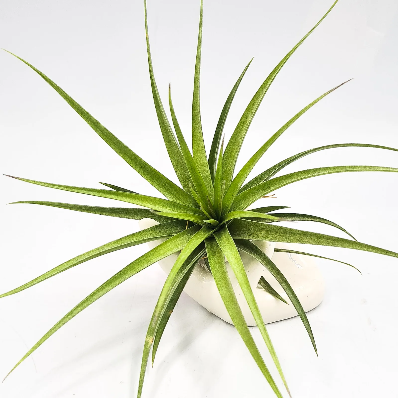 Tillandsia Aeranthos