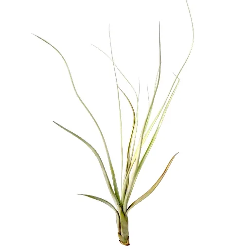 Tillandsia Balbisiana