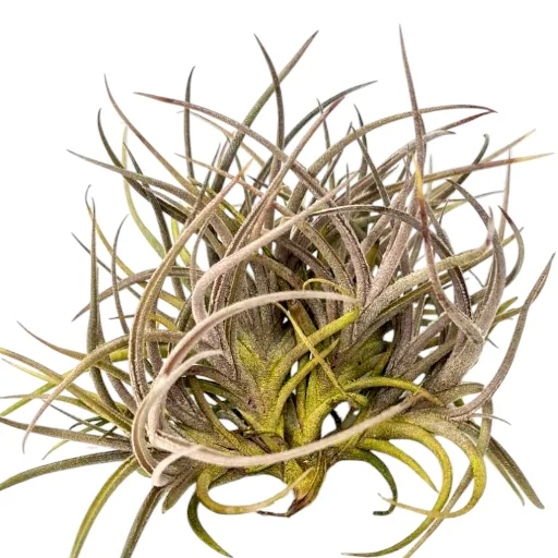 Tillandsia Bandensis