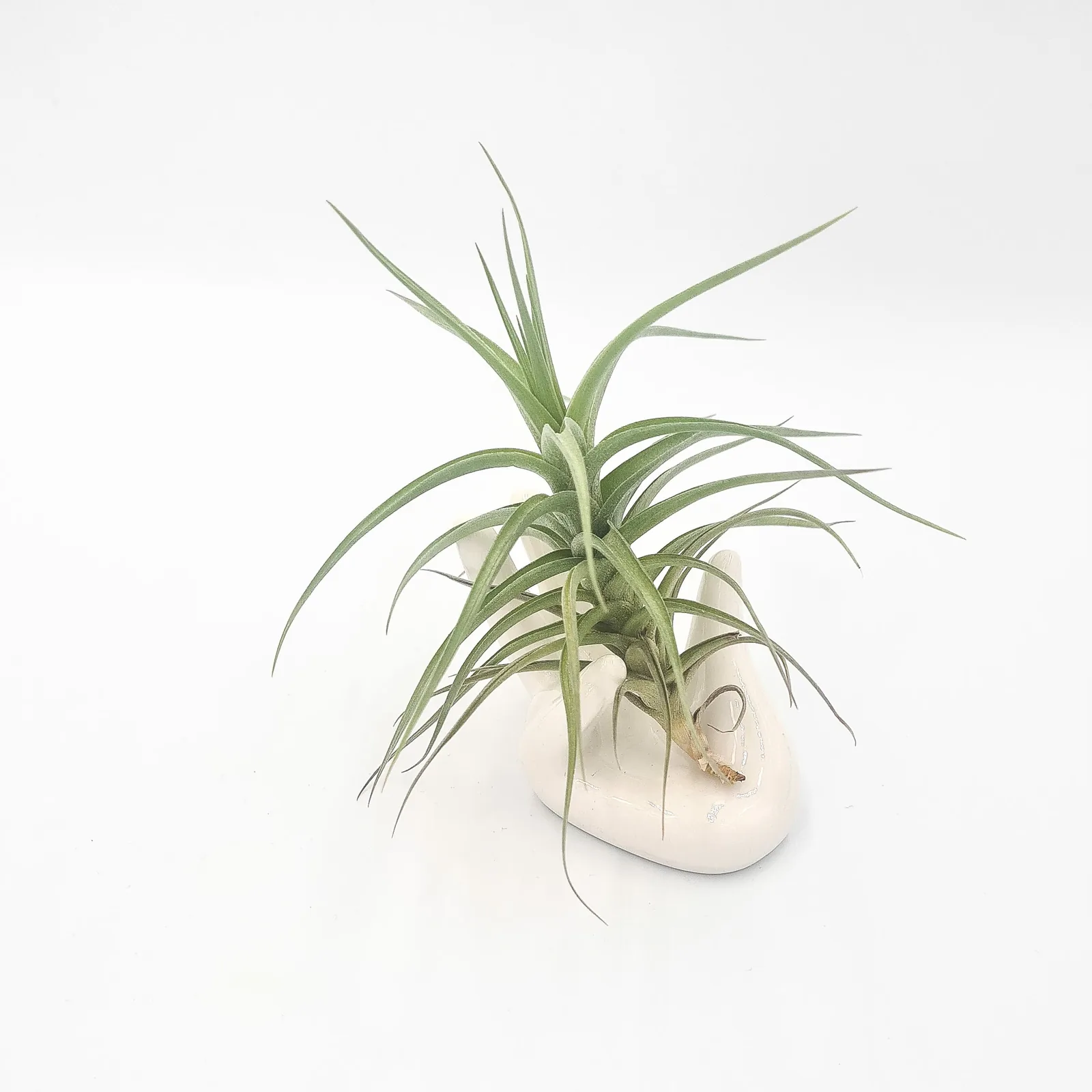 Tillandsia Bergerii