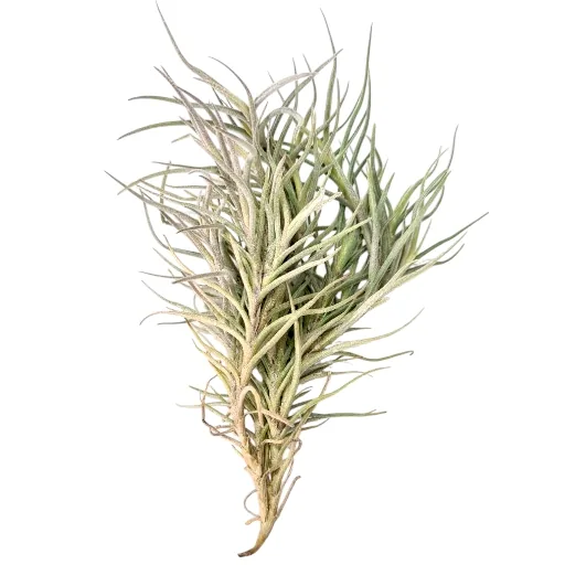 Tillandsia Capillaris