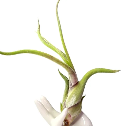 Tillandsia Caput-Medusae