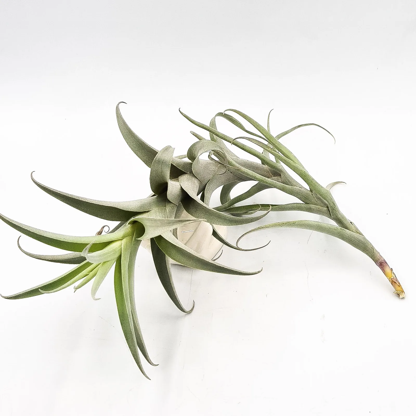 Tillandsia Cauligera
