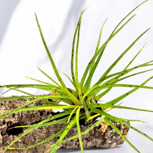 Vriesea Correia-Araujoi