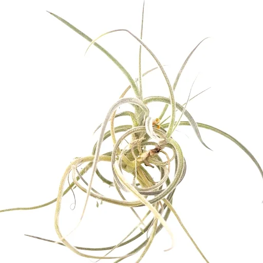 Tillandsia Crocata orange