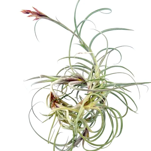 Tillandsia Crocata giant form